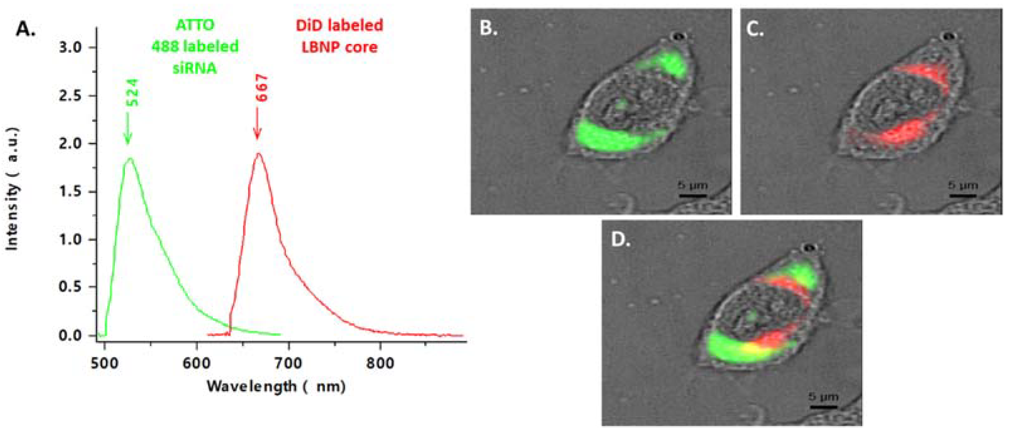 Pharmaceuticals 15 01452 g007