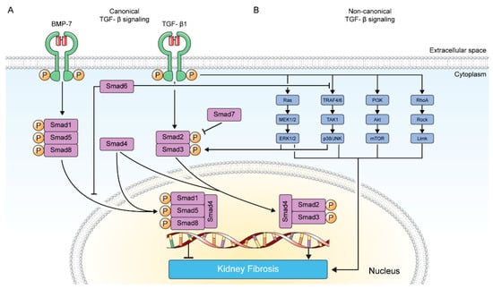 Pharmaceuticals 15 01485 g001