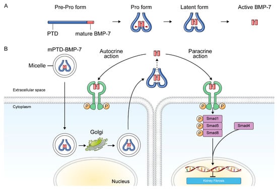 Pharmaceuticals 15 01485 g003