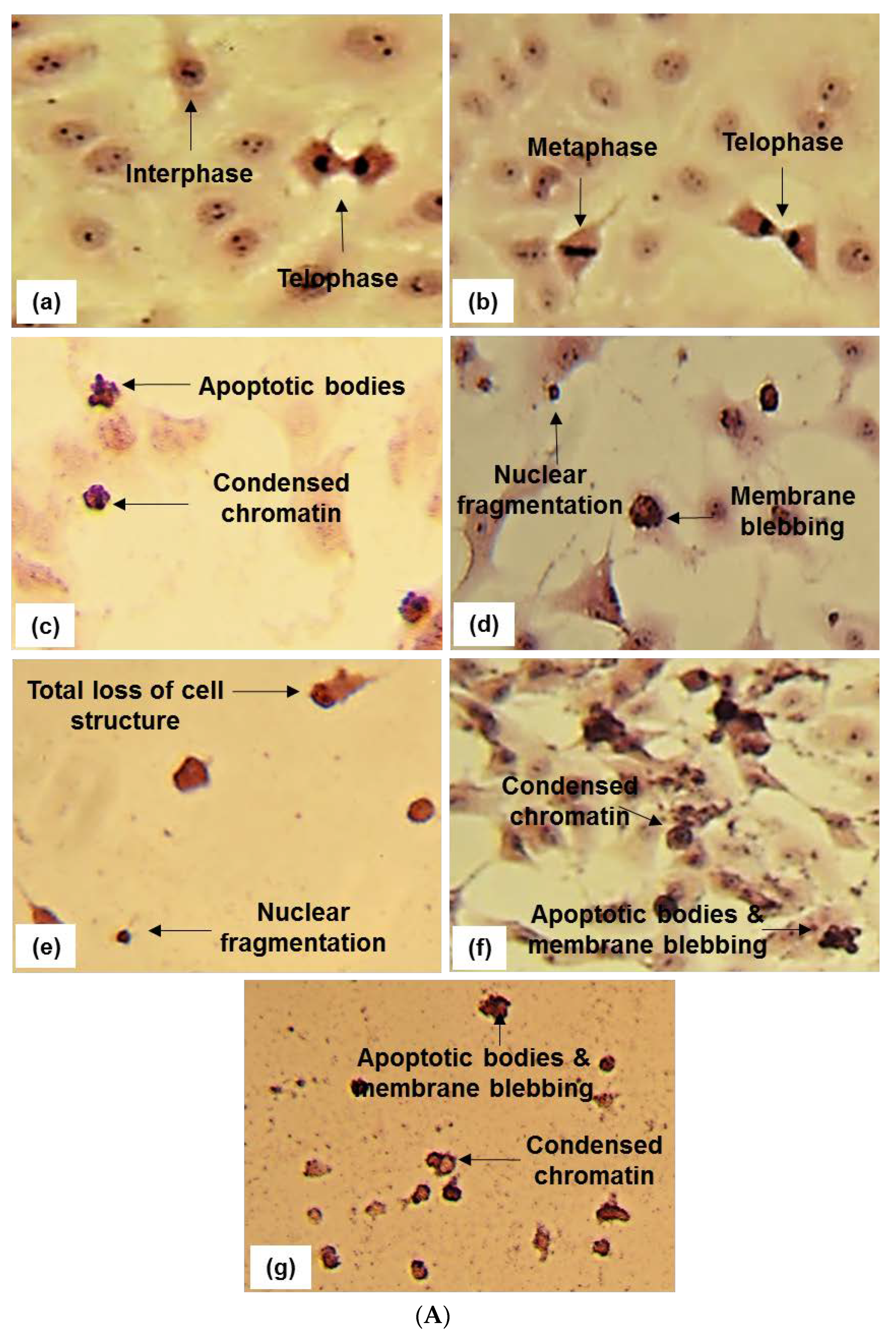 Pharmaceuticals 15 01497 g004a