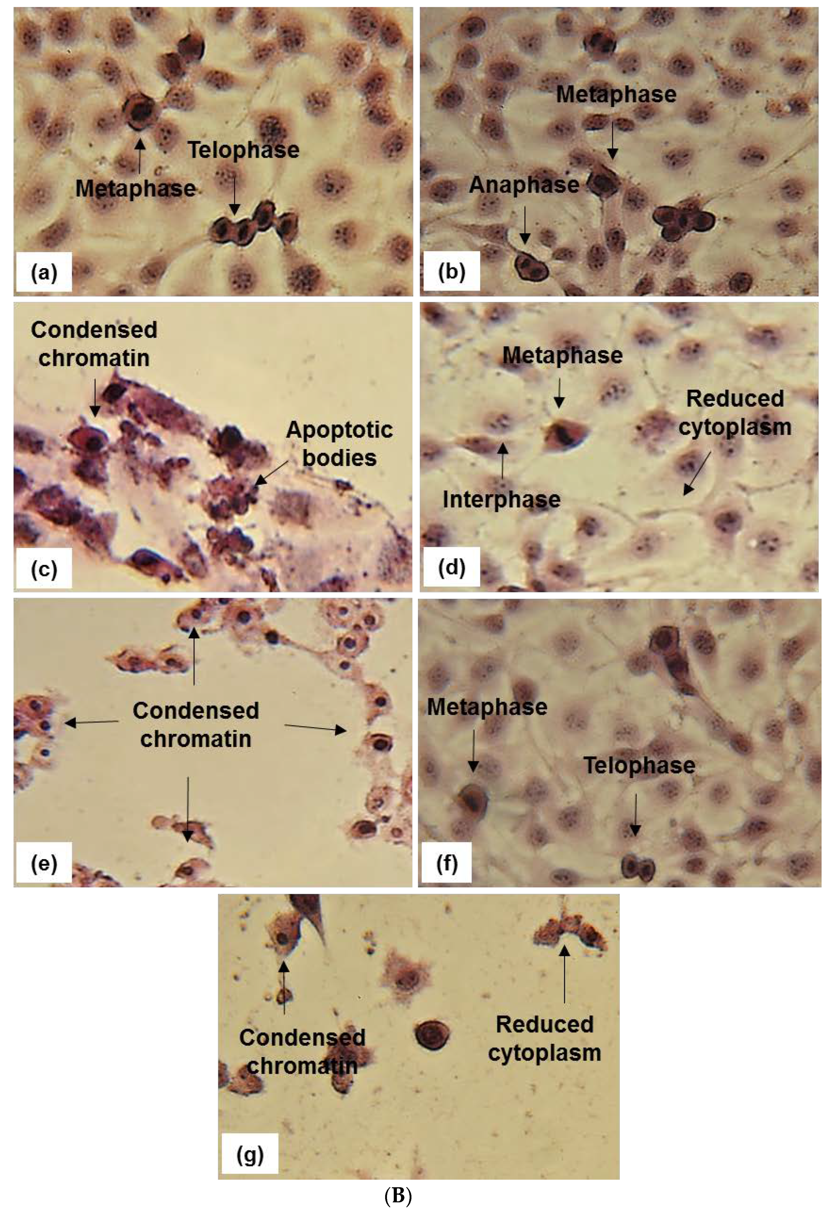 Pharmaceuticals 15 01497 g004b