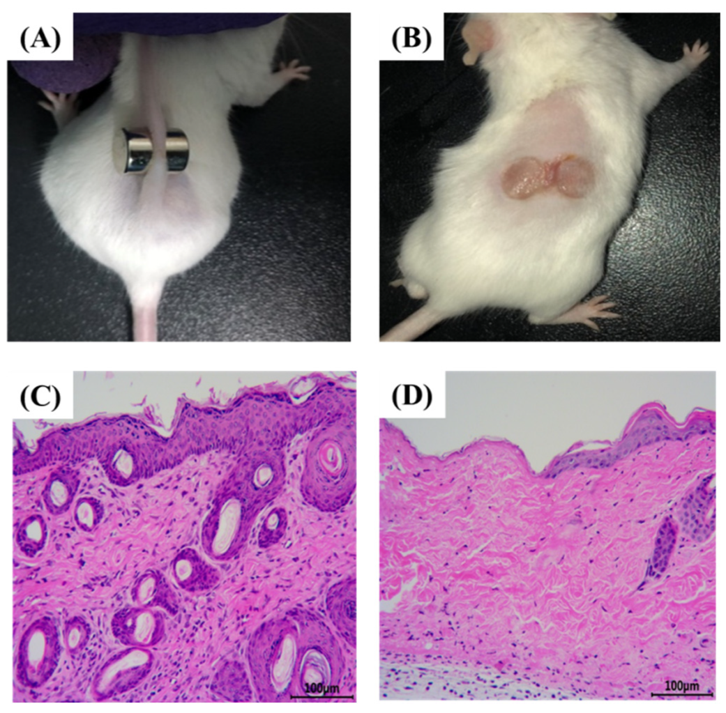 Pharmaceuticals 15 01548 g001