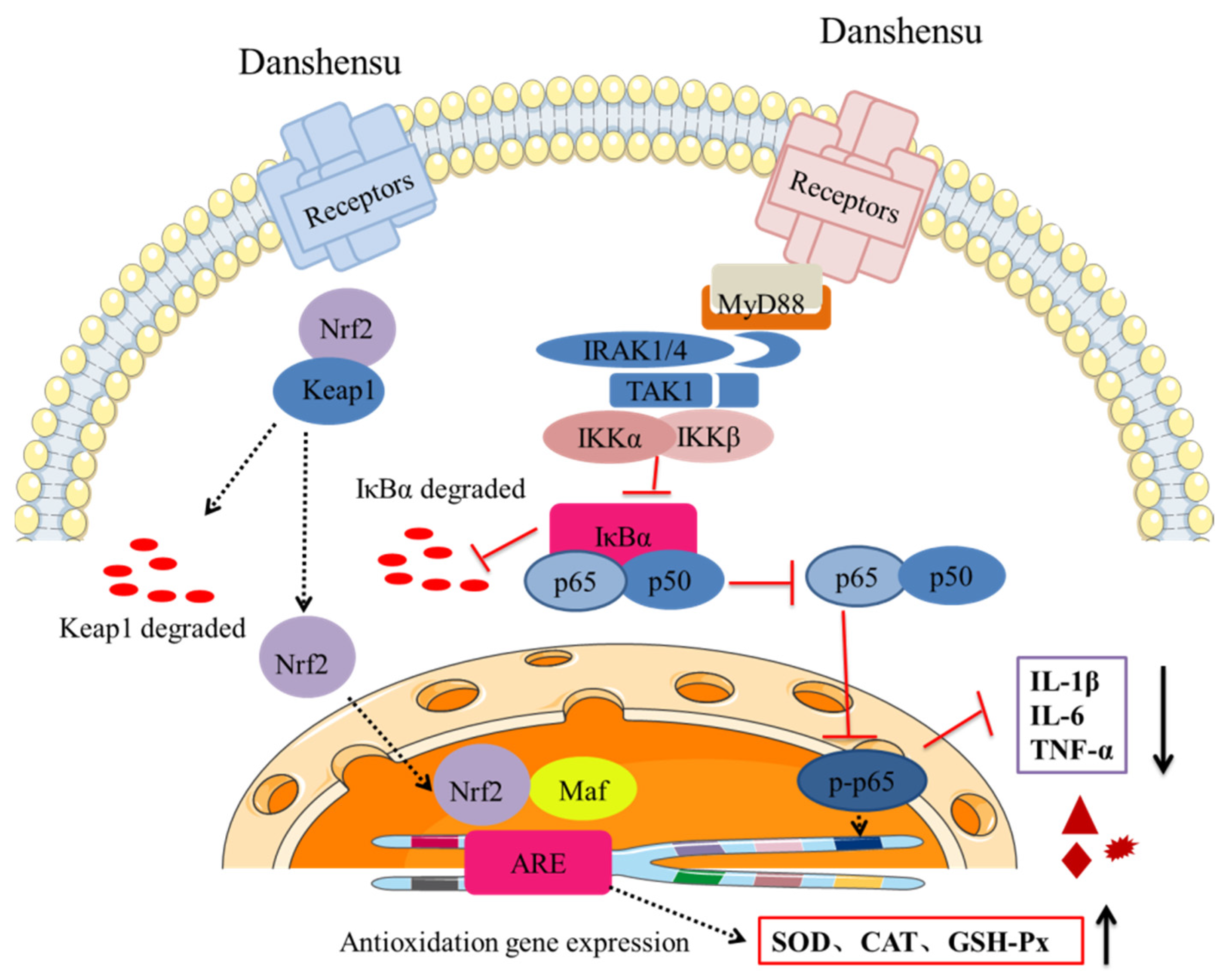 Pharmaceuticals 15 01548 g008