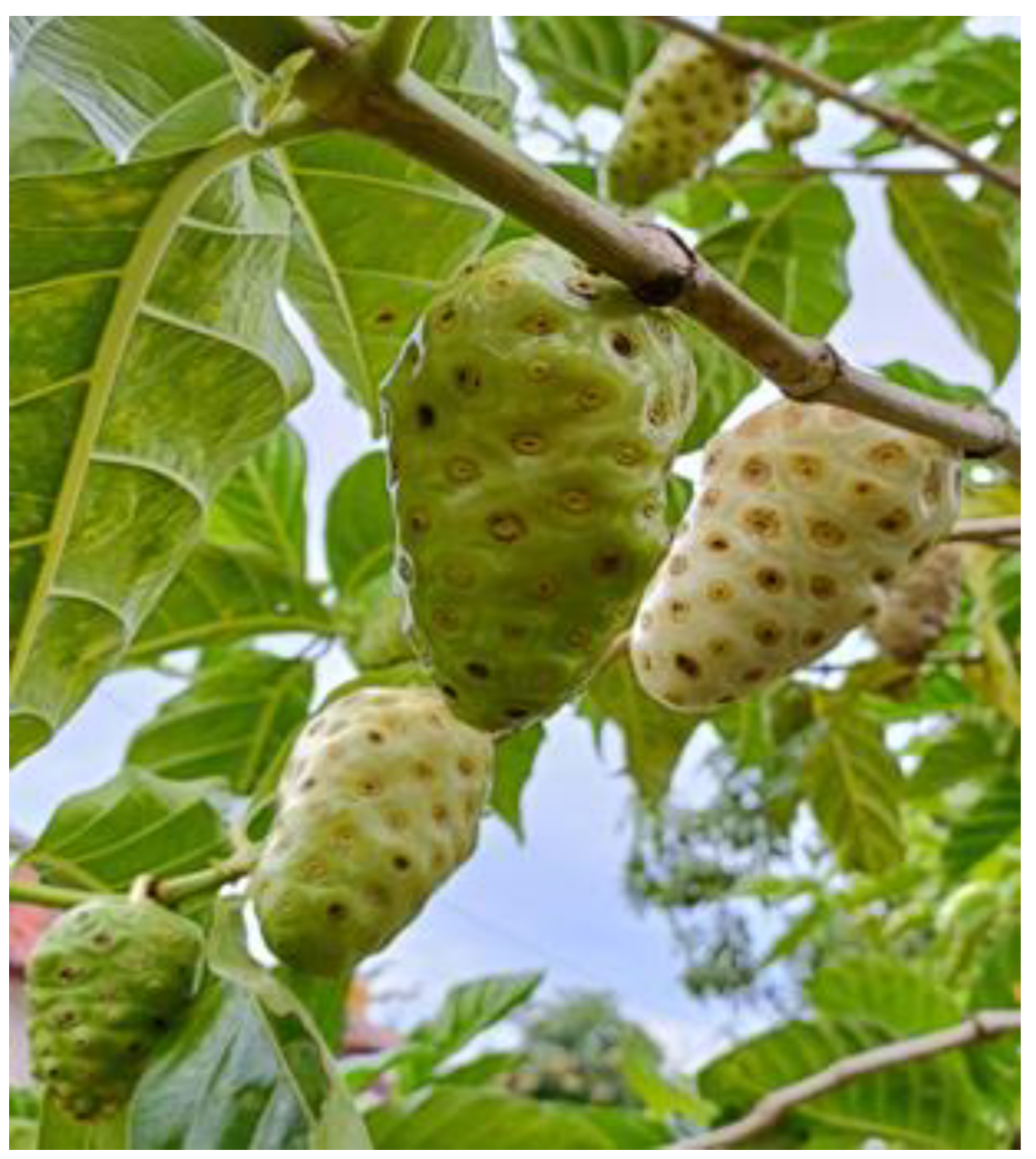 Pharmaceuticals 15 01557 g001