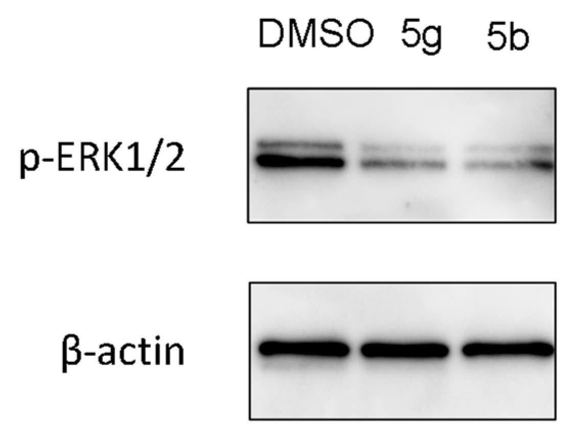 Pharmaceuticals 15 01579 g005
