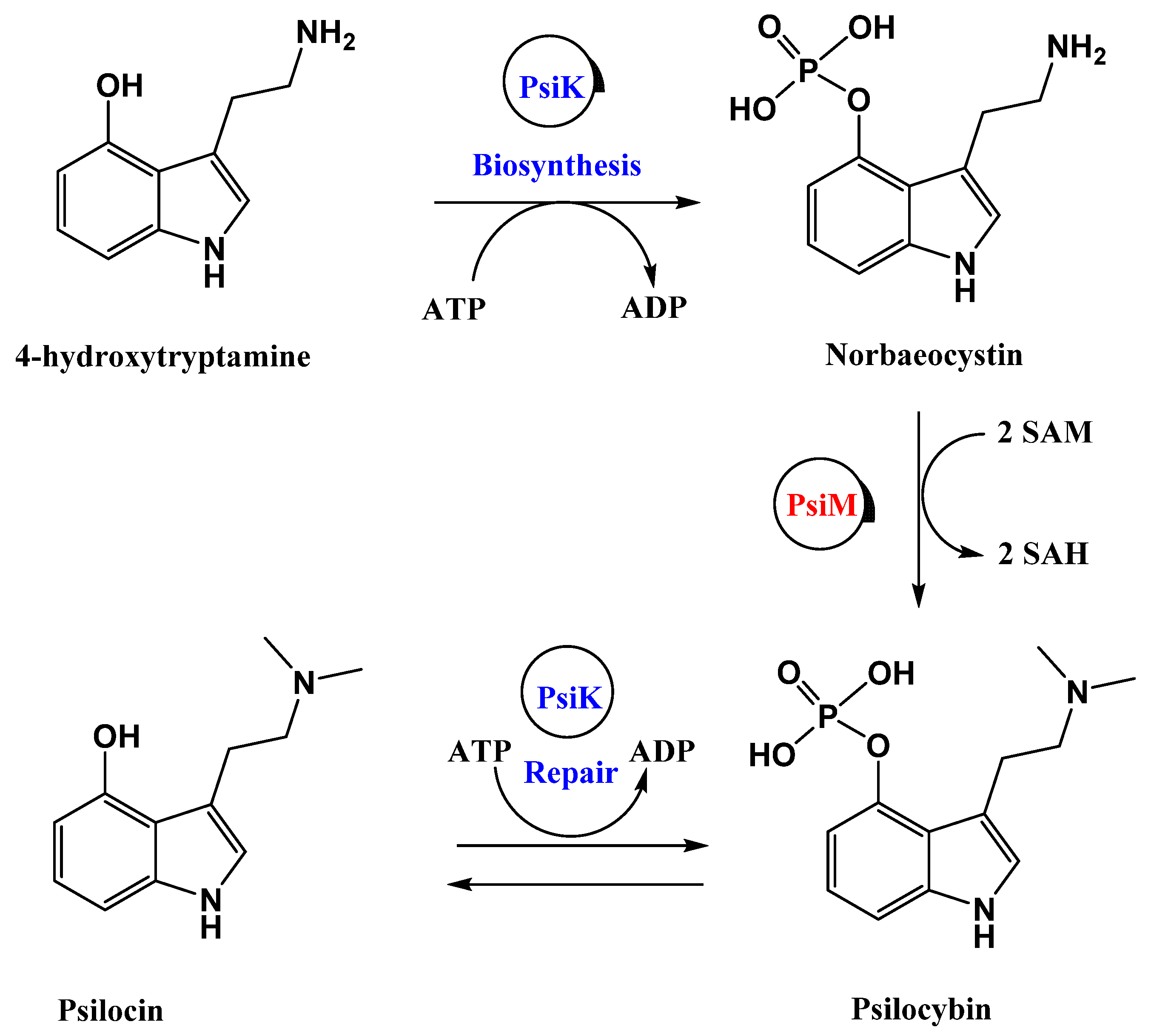 Pharmaceuticals 16 00040 sch020