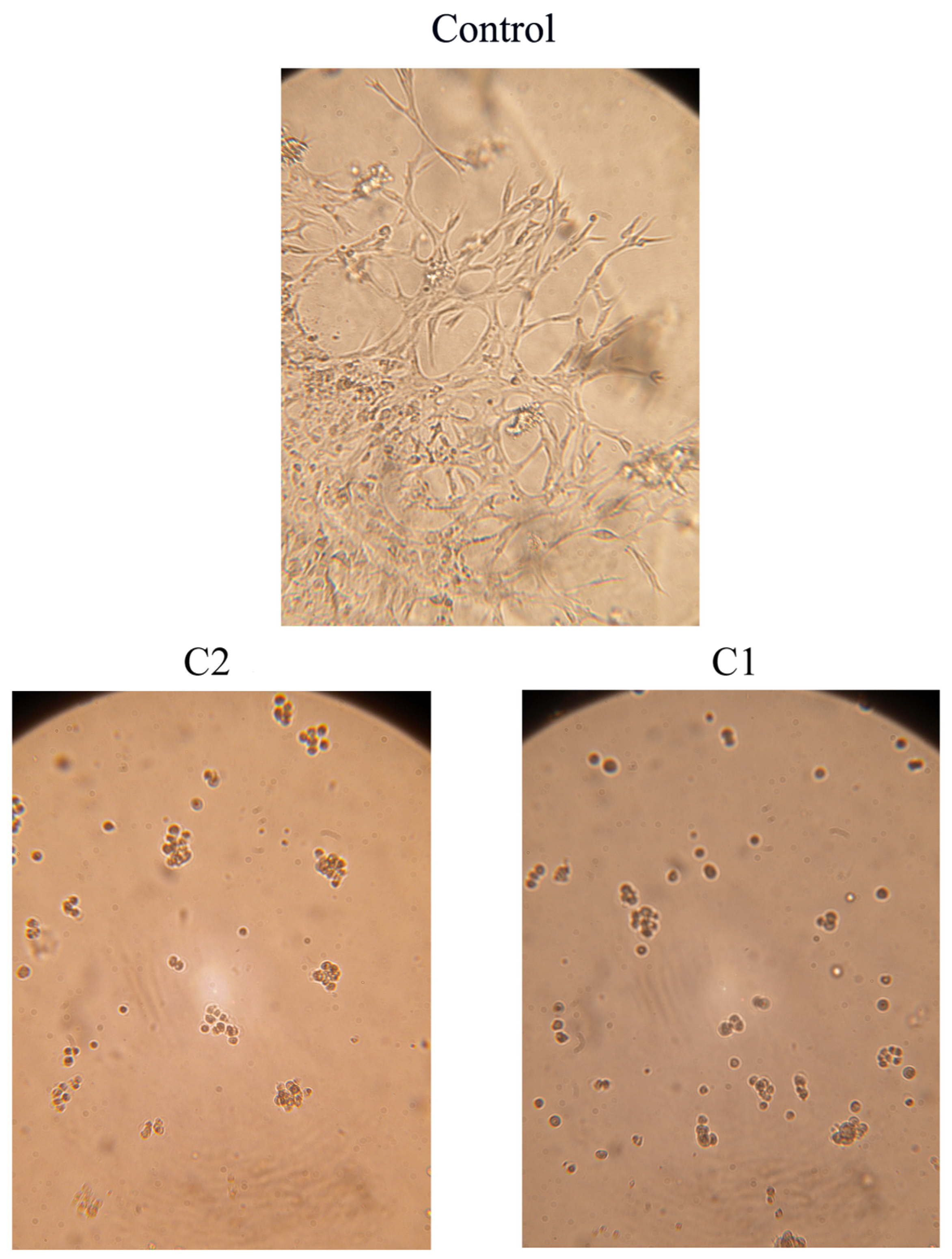 Pharmaceuticals 16 00049 g009 Pharmaceuticals 16 00049 g009