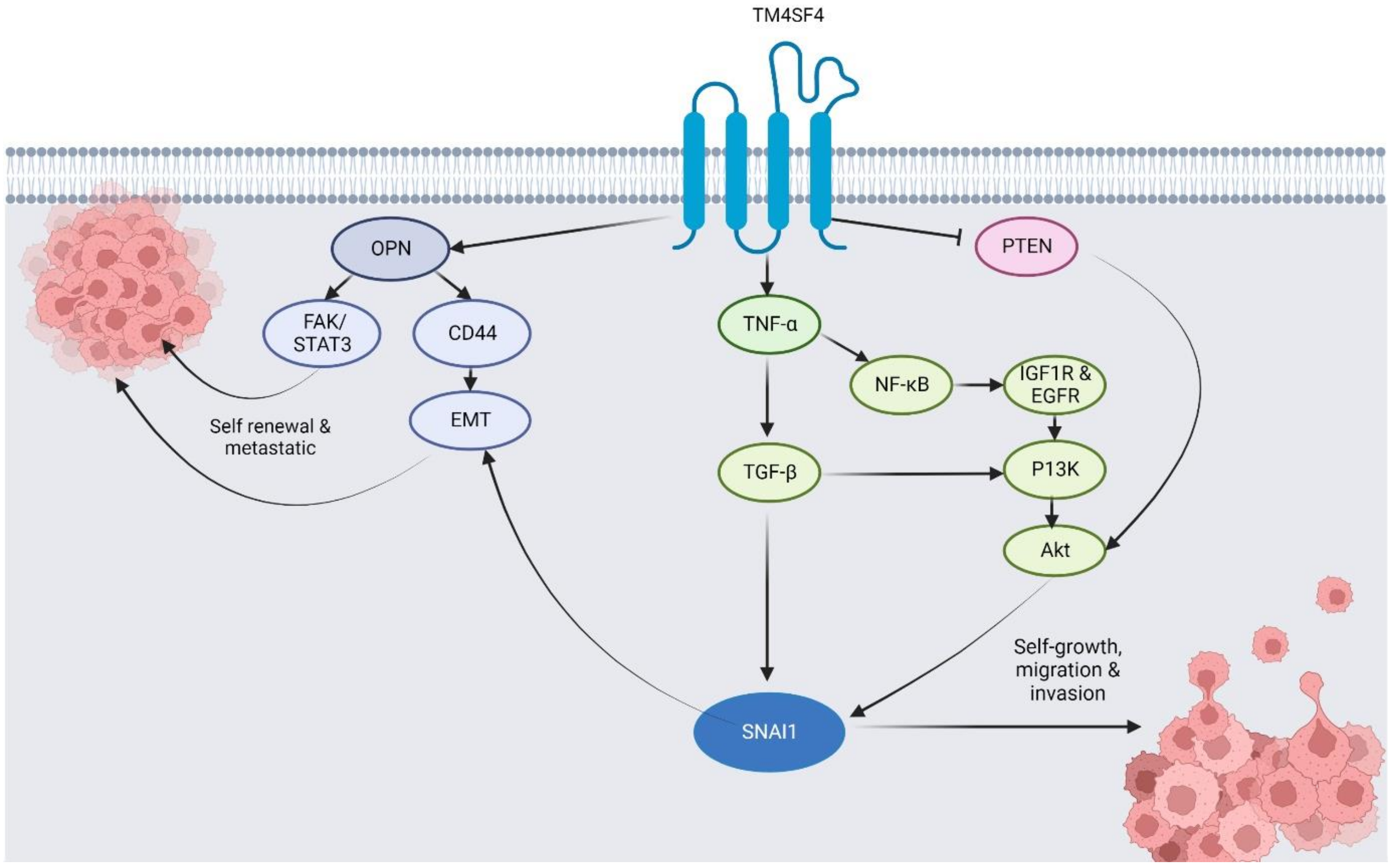 Pharmaceuticals 16 00110 g003