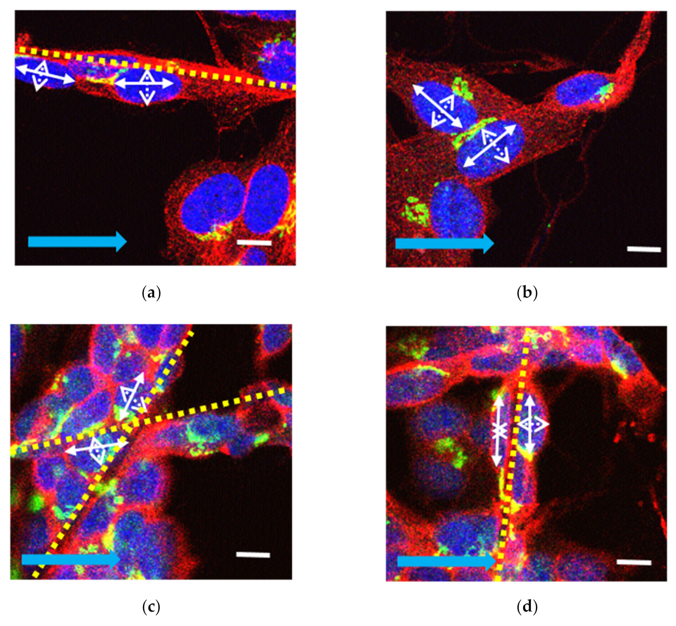 Pharmaceuticals 16 00138 g002