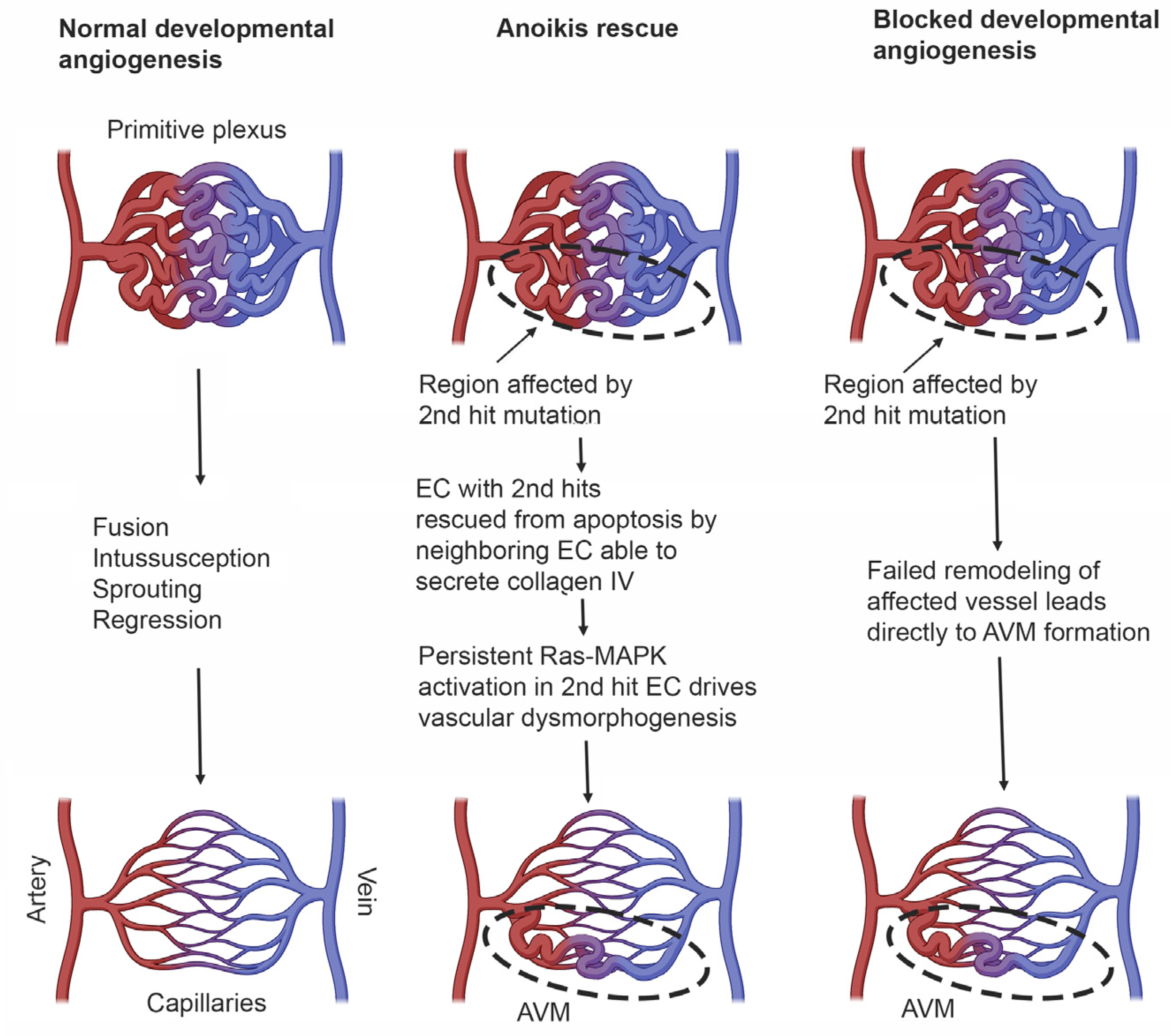 Pharmaceuticals 16 00165 g004