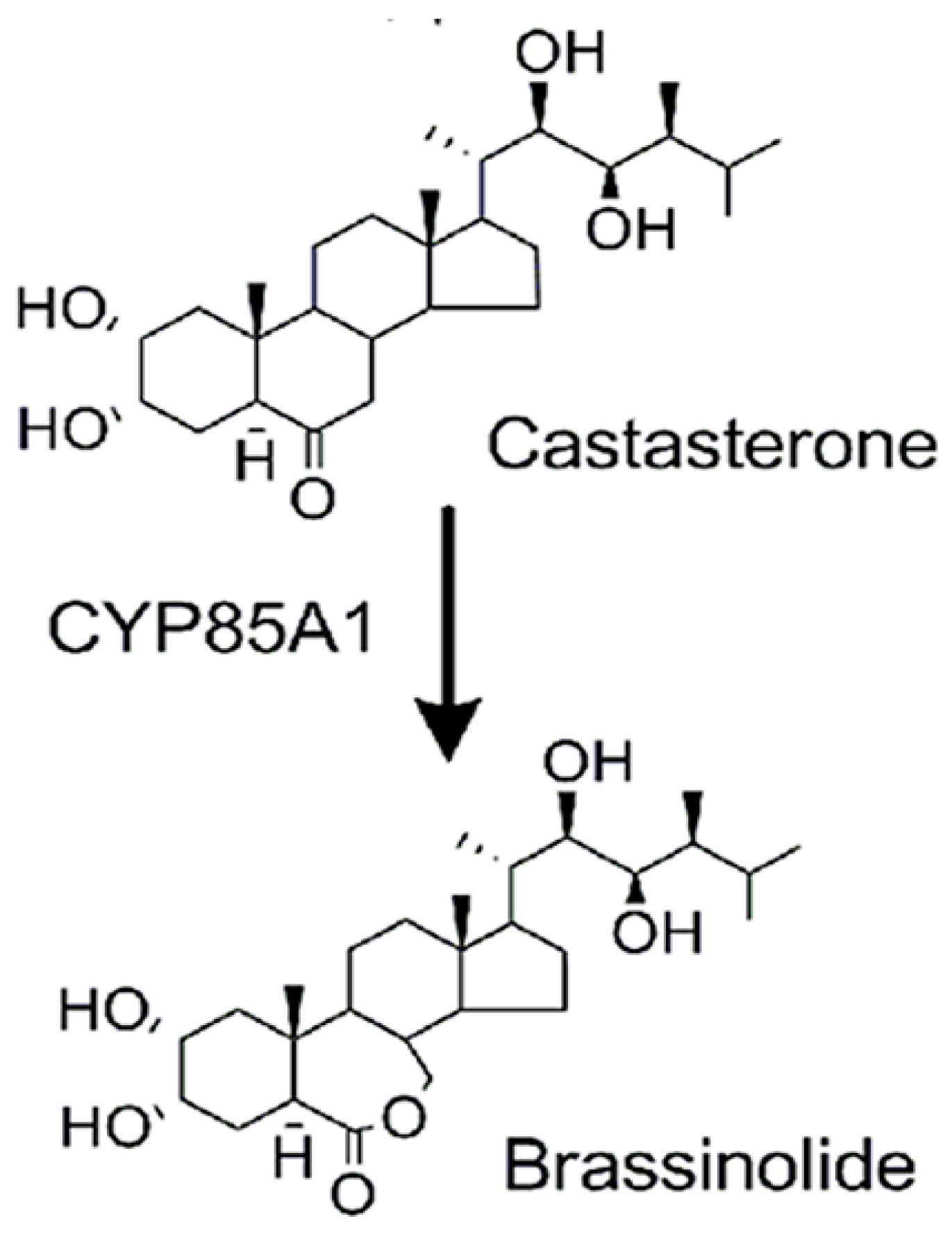 Pharmaceuticals 16 00170 g001