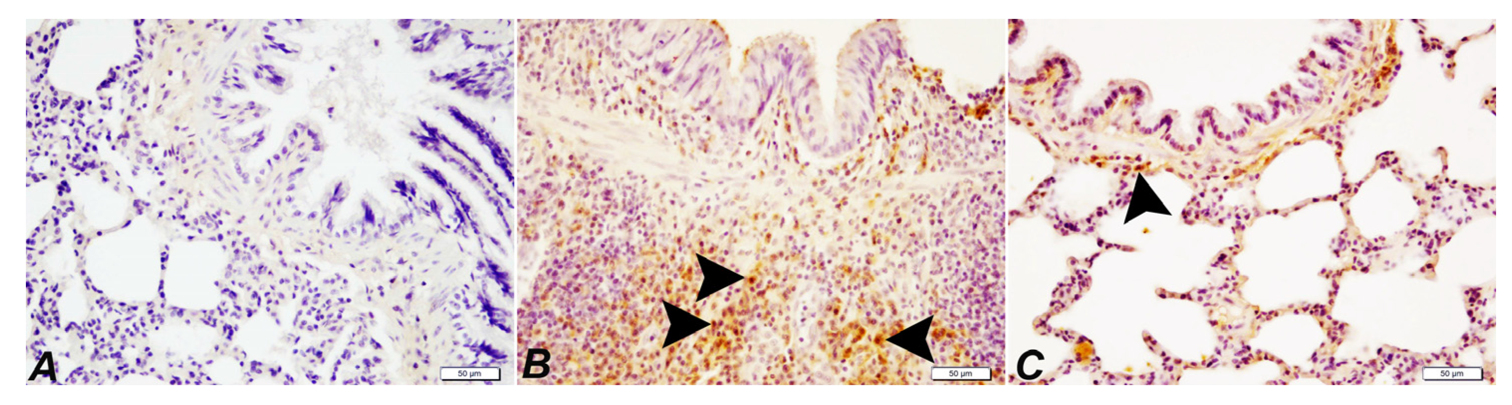Pharmaceuticals 16 00221 g005