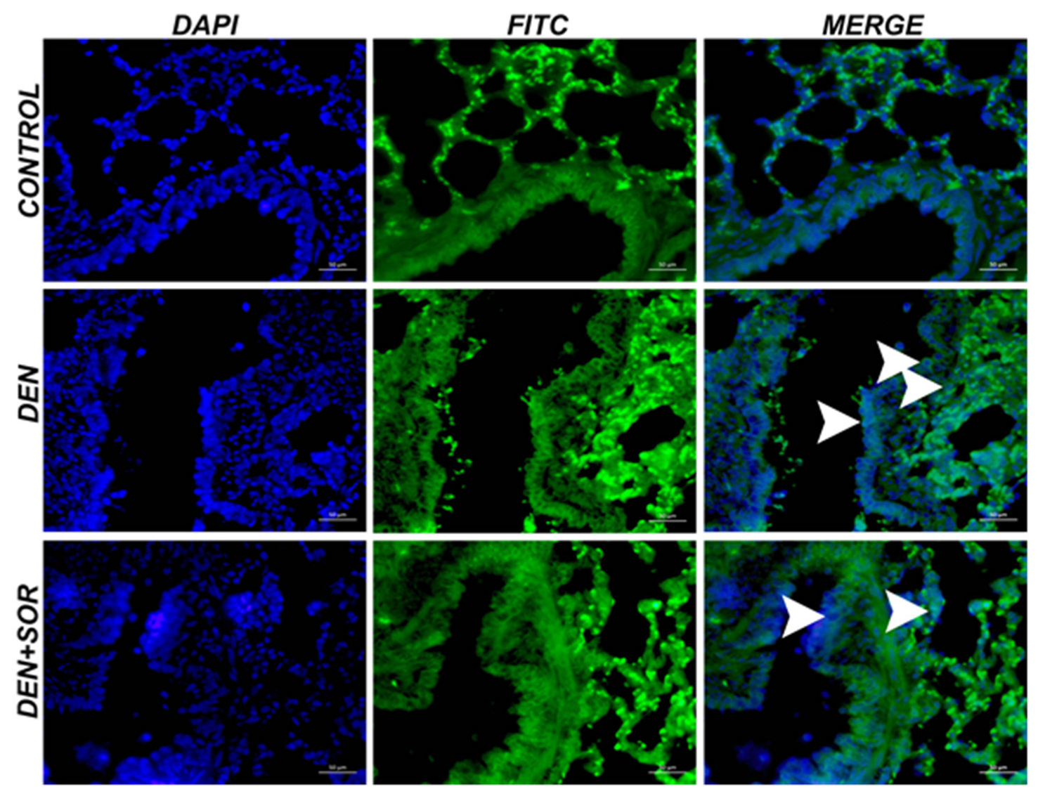 Pharmaceuticals 16 00221 g006