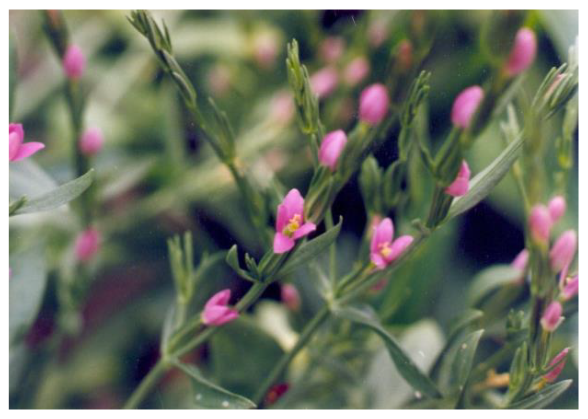 Pharmaceuticals 16 00245 g001