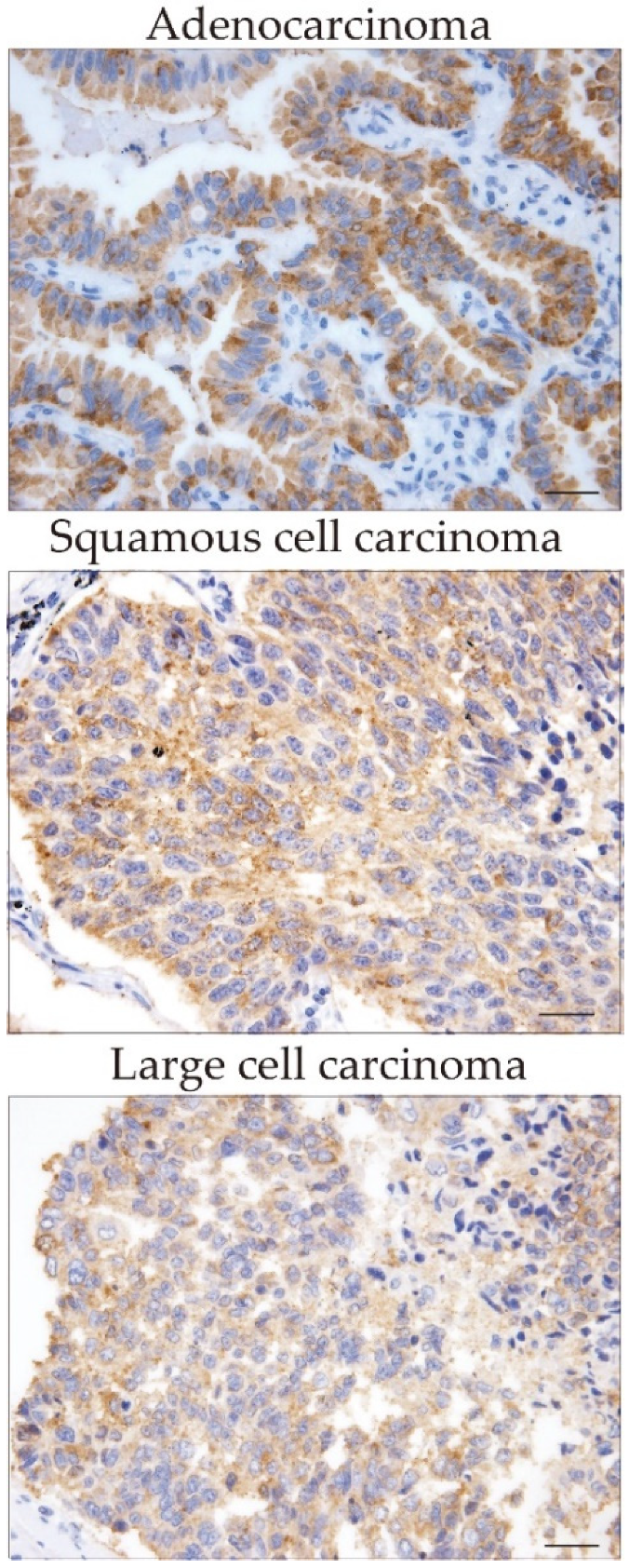 Pharmaceuticals 16 00255 g001