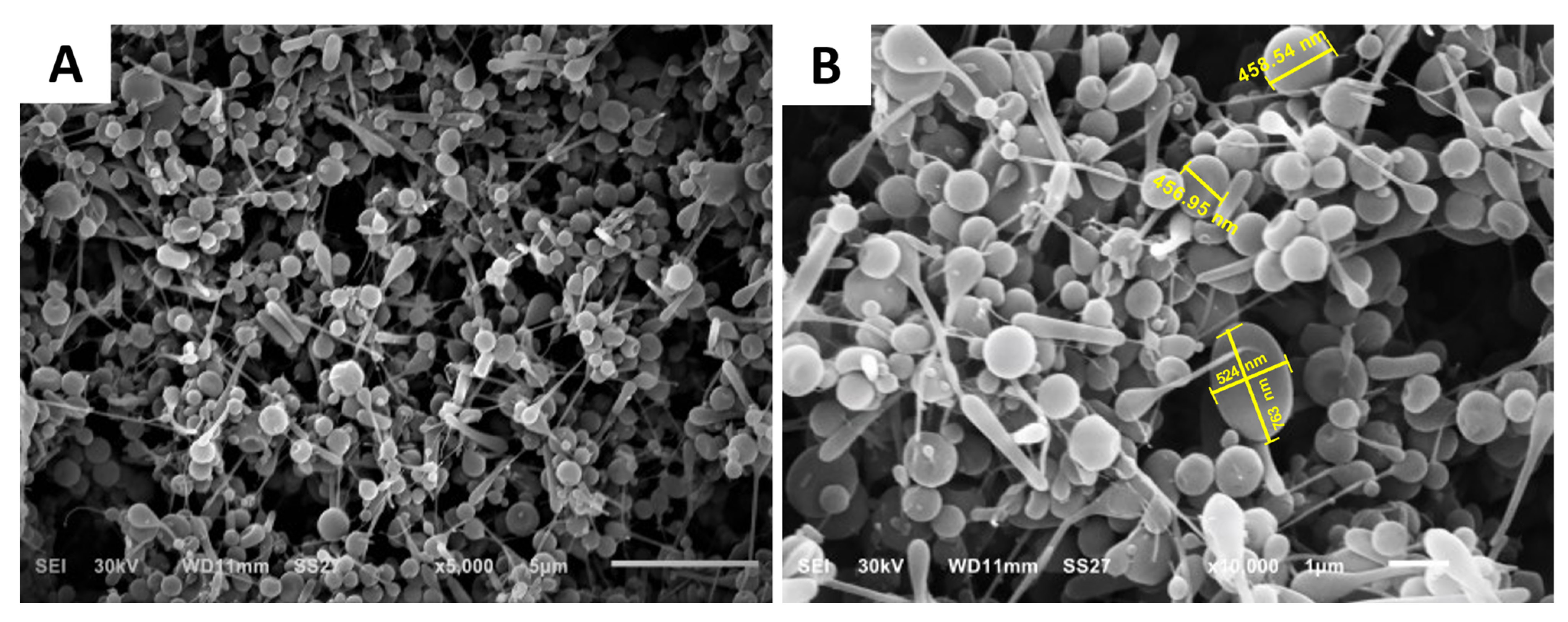Pharmaceuticals 16 00258 g002