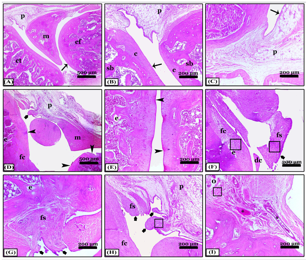 Pharmaceuticals 16 00260 g002