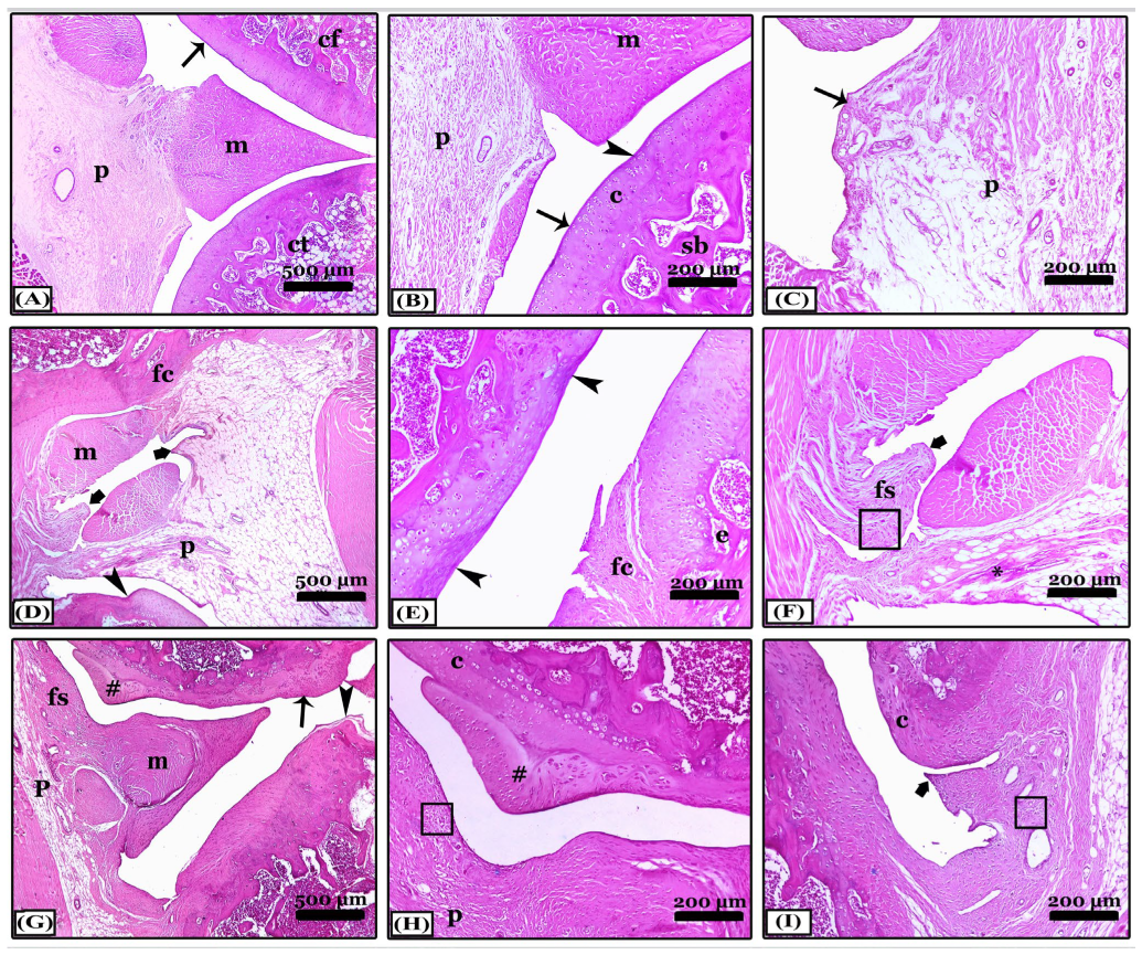 Pharmaceuticals 16 00260 g003