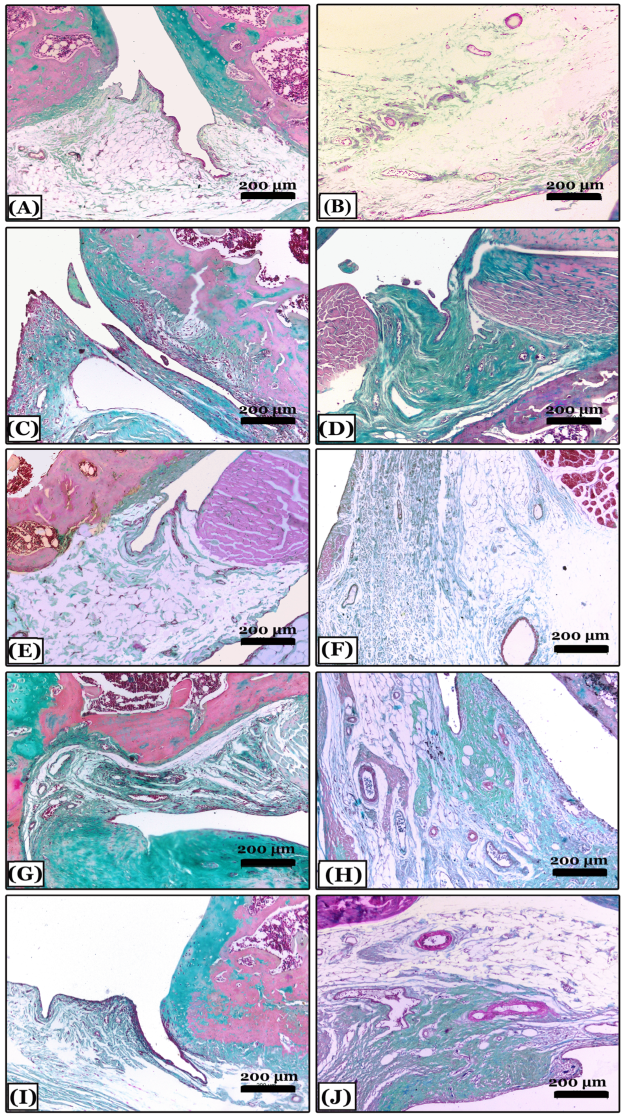 Pharmaceuticals 16 00260 g004