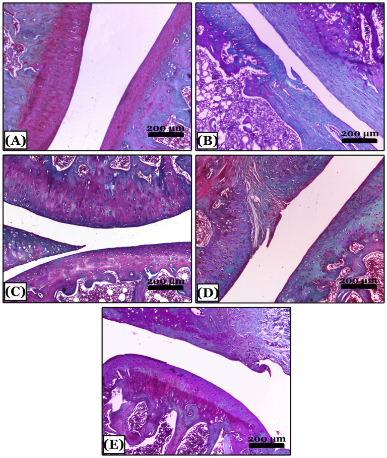 Pharmaceuticals 16 00260 g005
