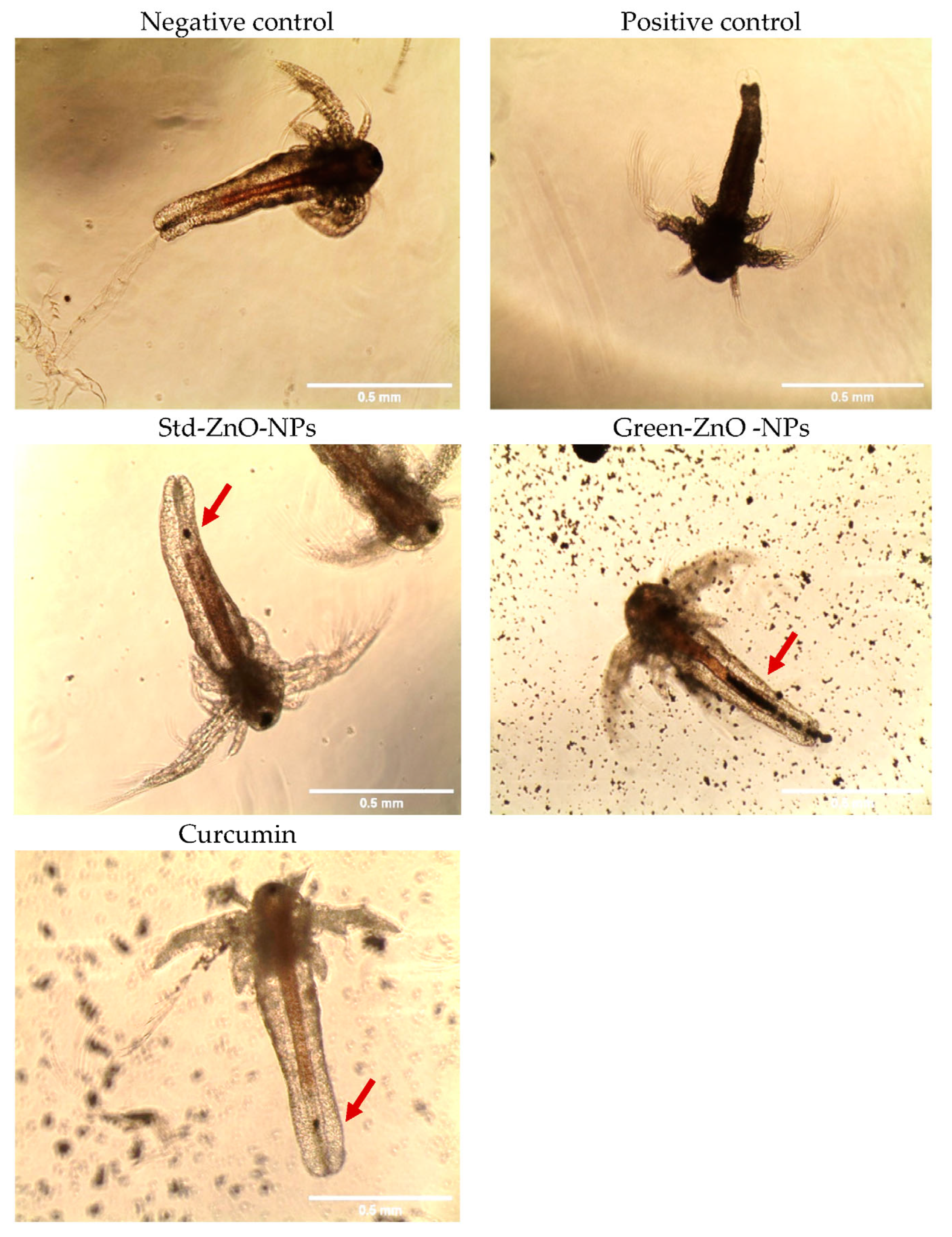 Pharmaceuticals 16 00269 g011