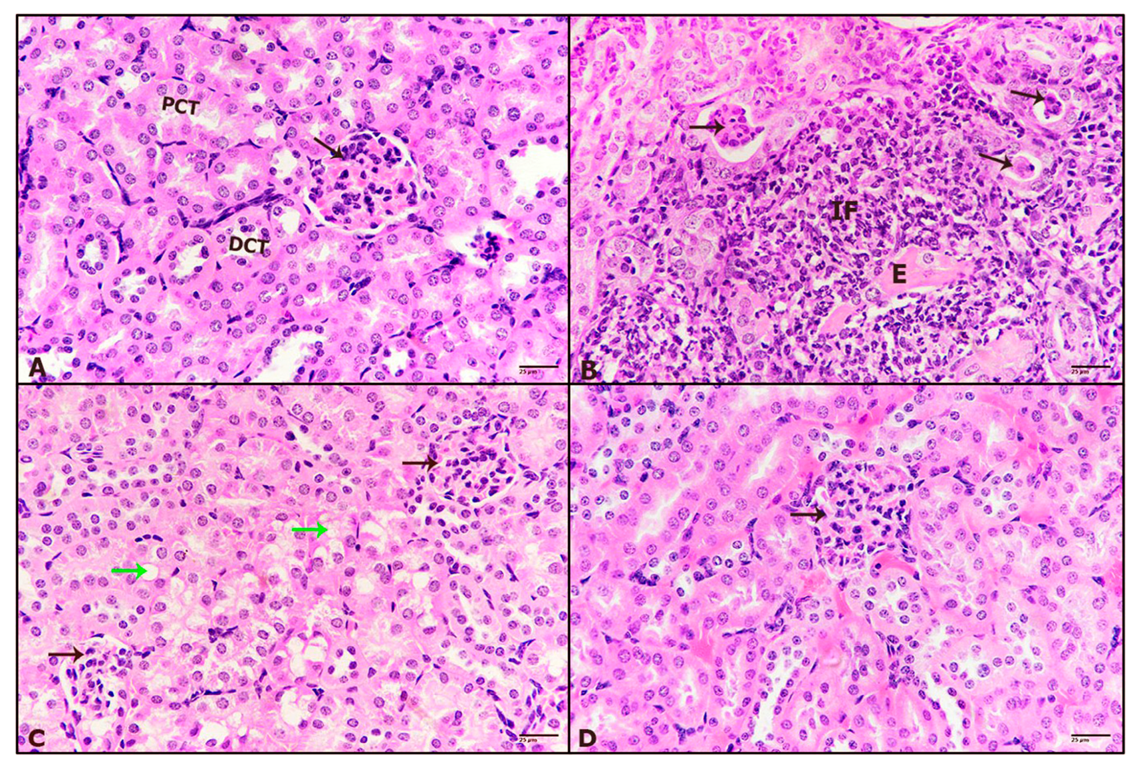 Pharmaceuticals 16 00295 g005