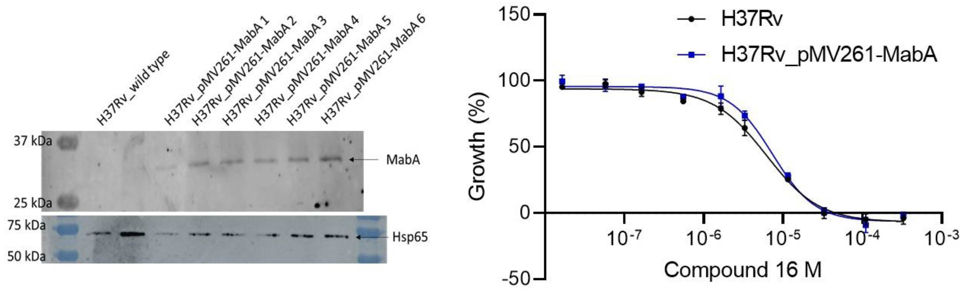 Pharmaceuticals 16 00335 g005