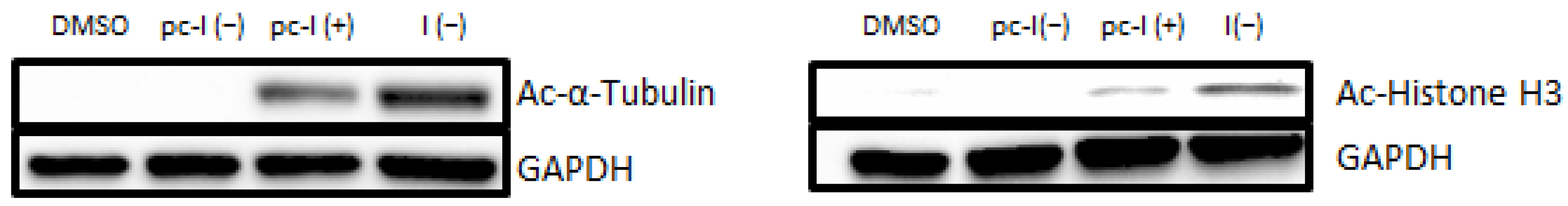 Pharmaceuticals 16 00356 g004