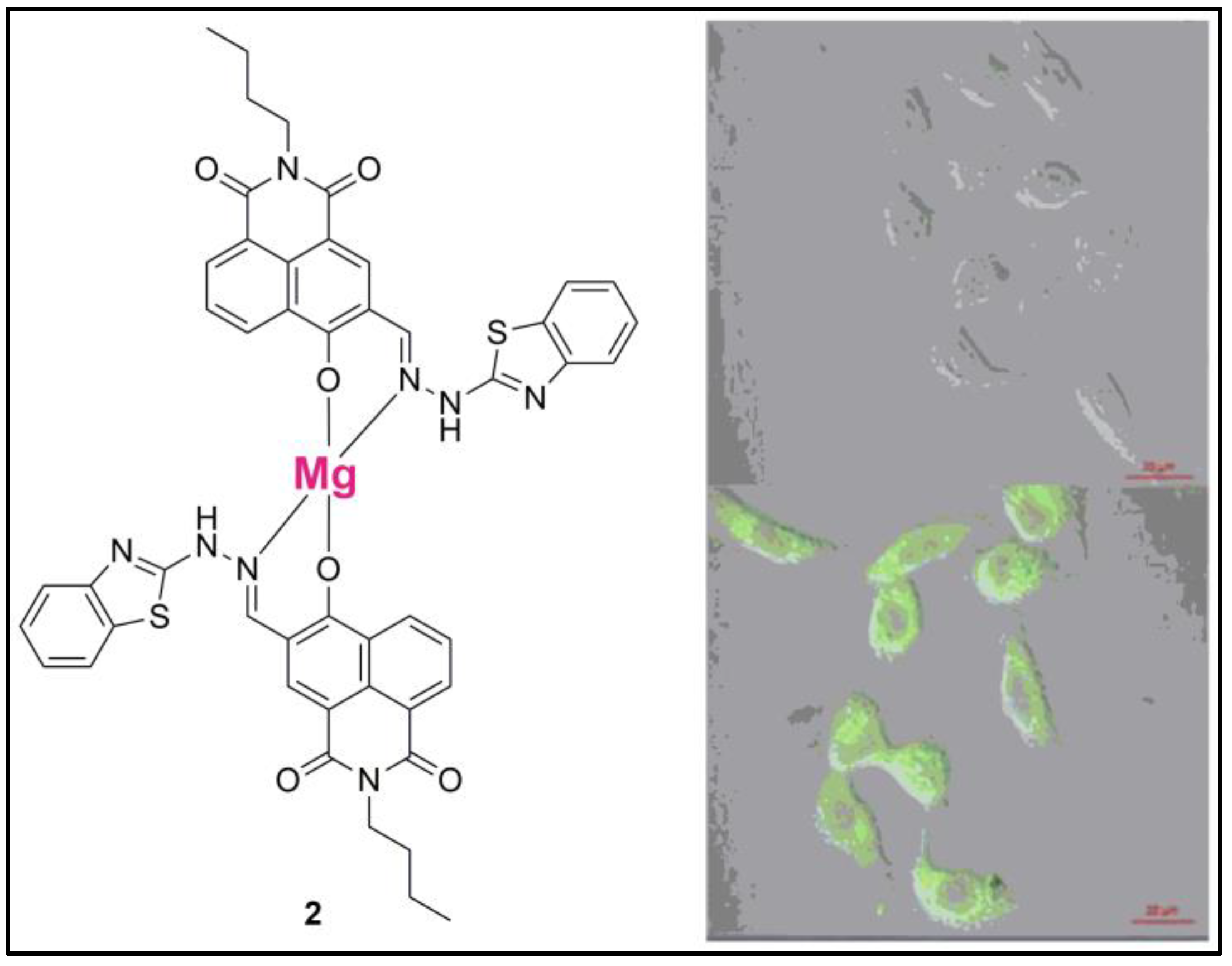 Pharmaceuticals 16 00381 g003