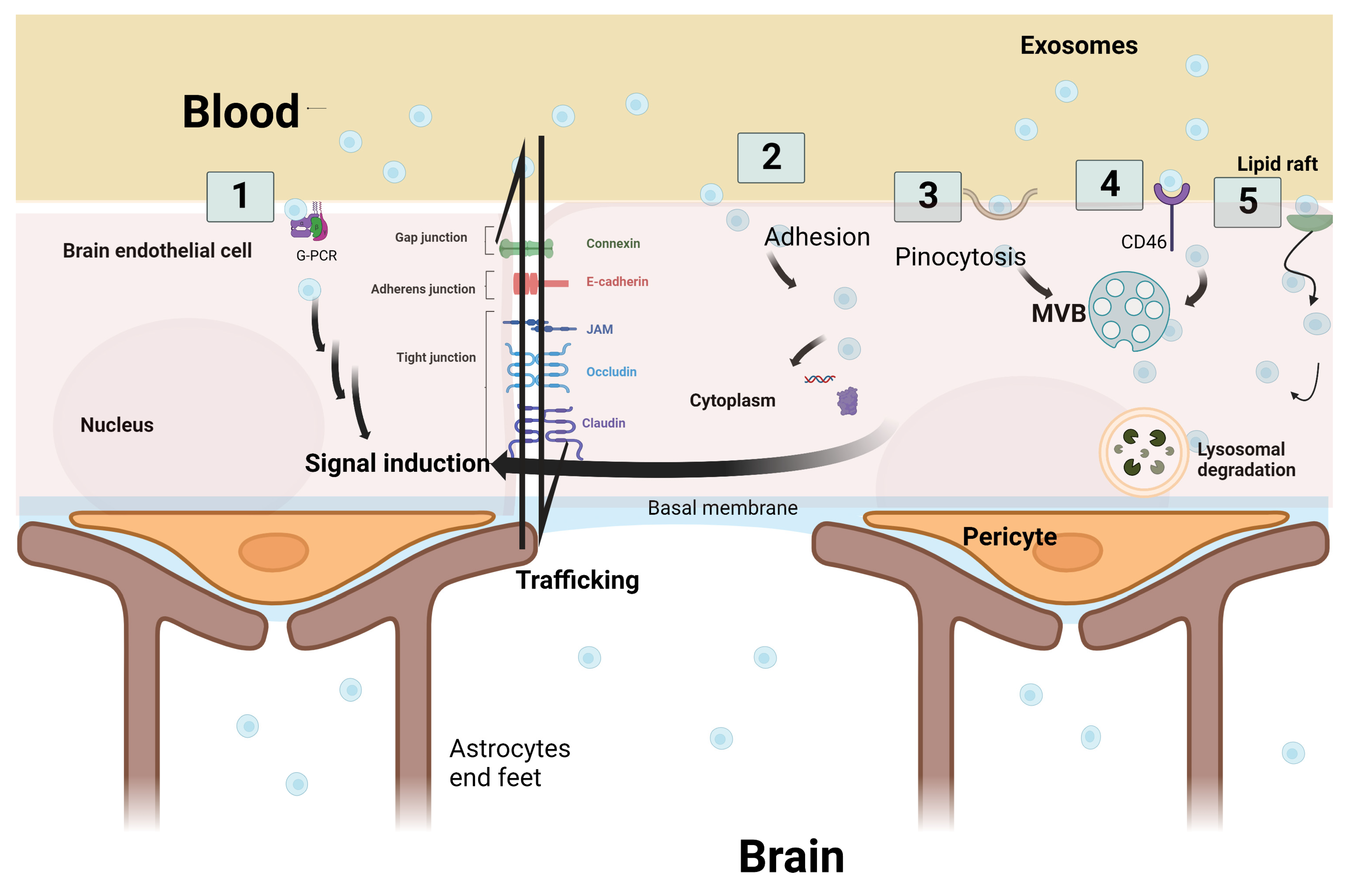 Pharmaceuticals 16 00571 g003 Pharmaceuticals 16 00571 g003