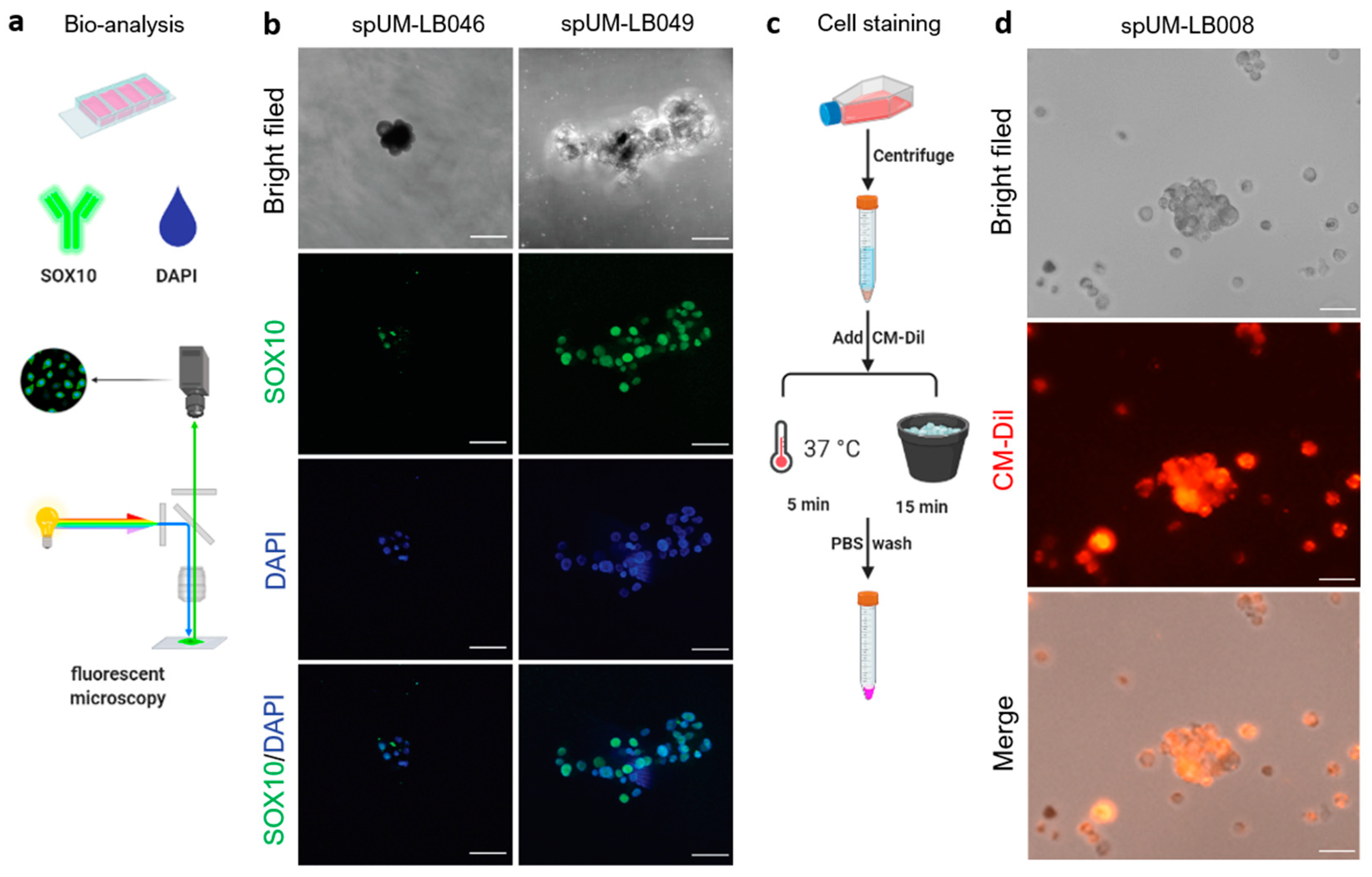 Pharmaceuticals 16 00598 g002