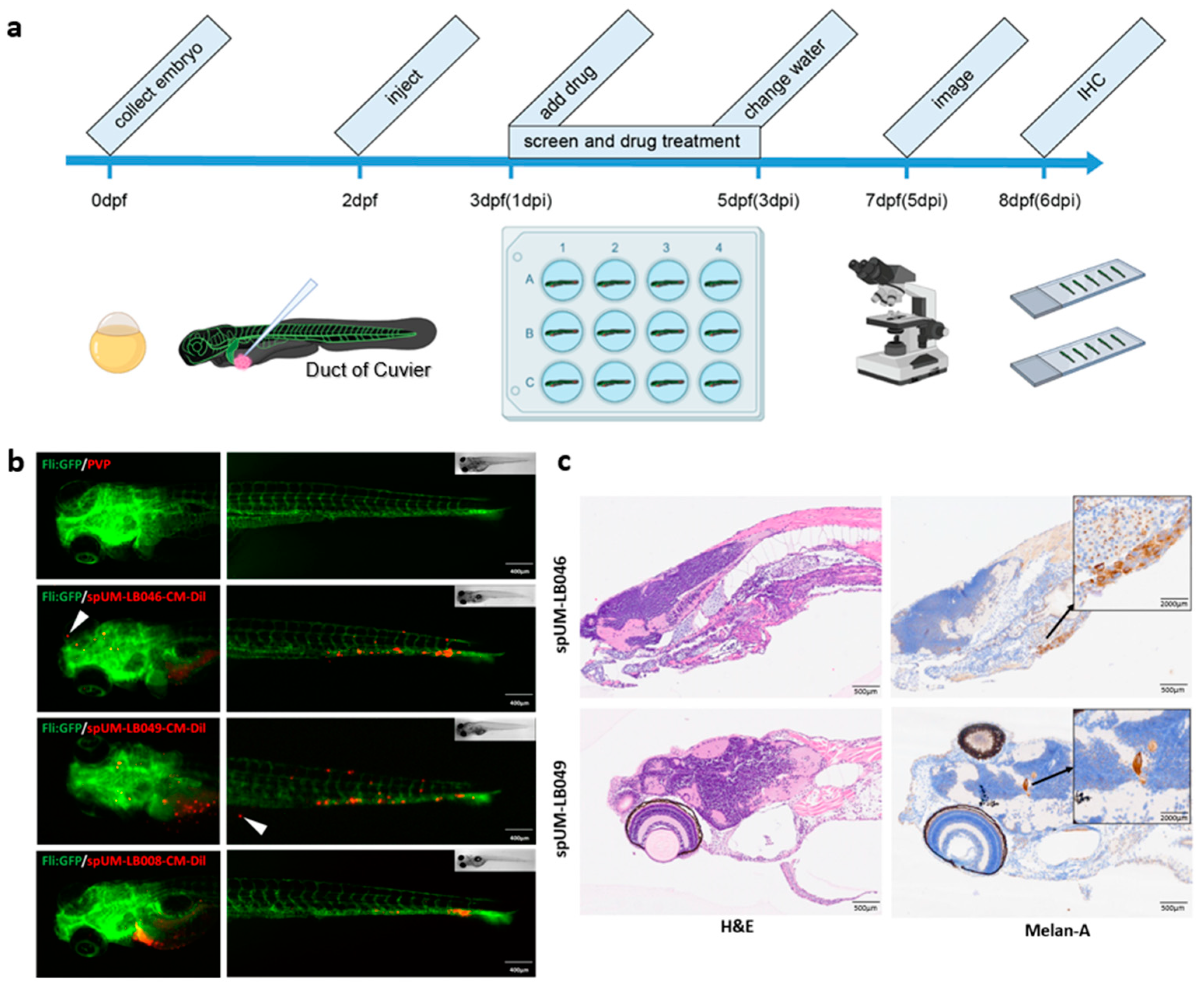 Pharmaceuticals 16 00598 g003