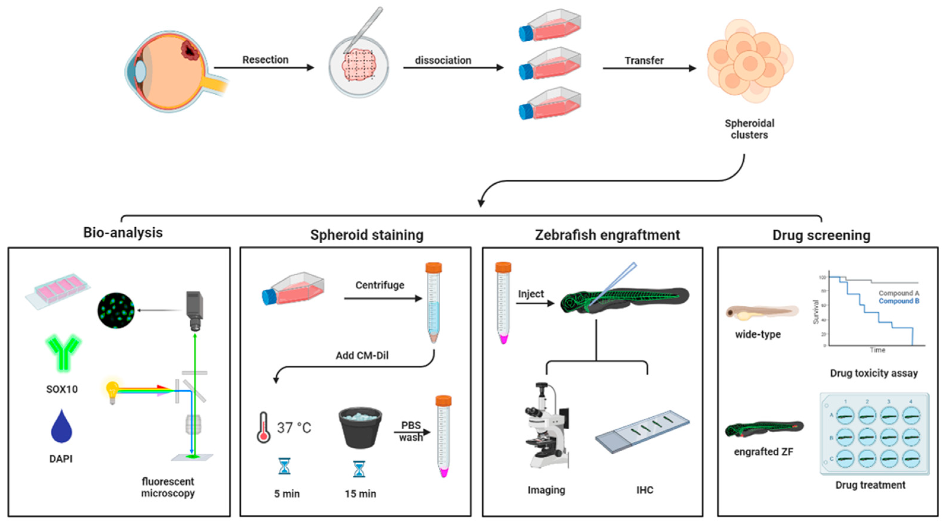 Pharmaceuticals 16 00598 g006