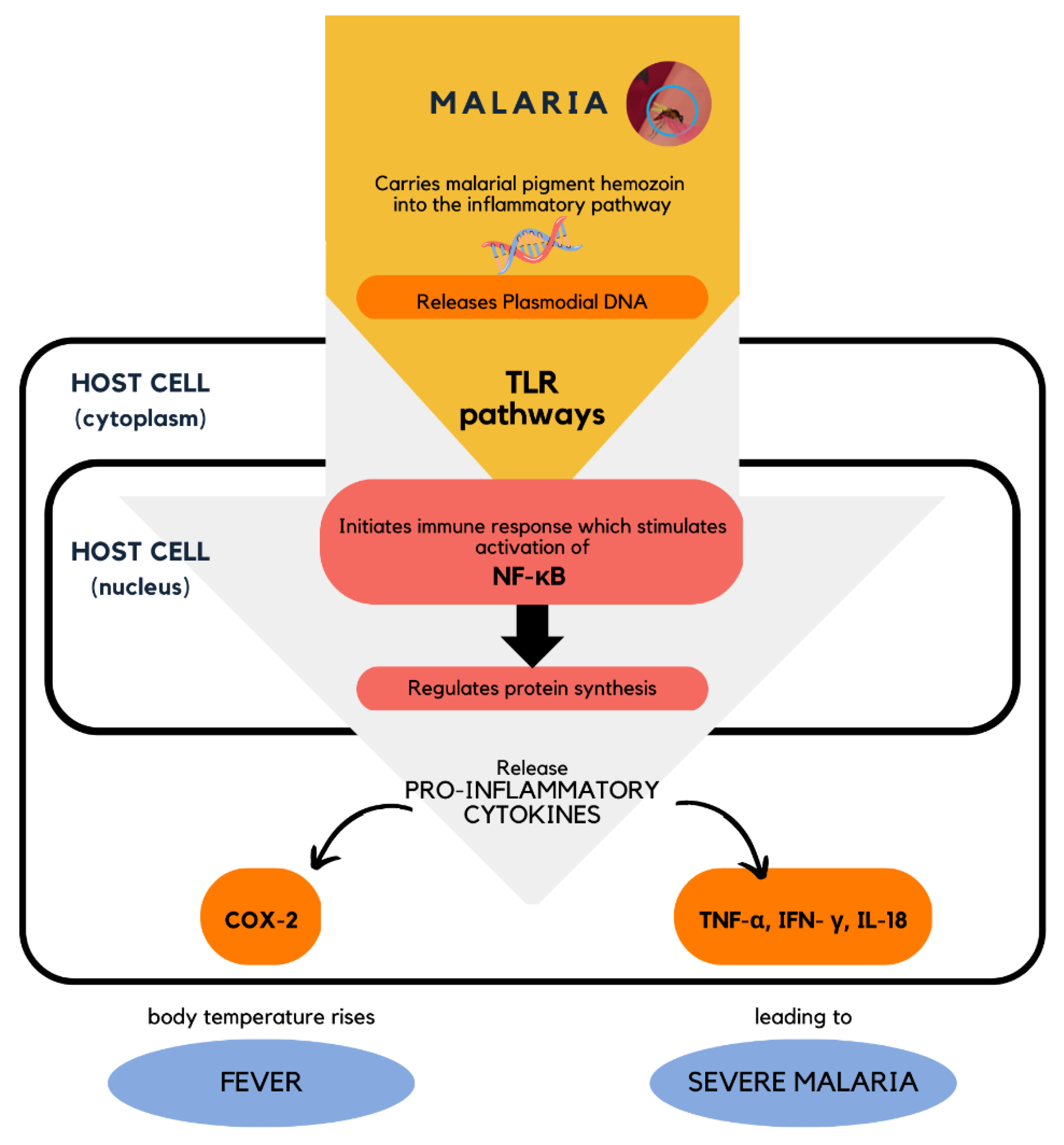 Pharmaceuticals 16 00609 g020