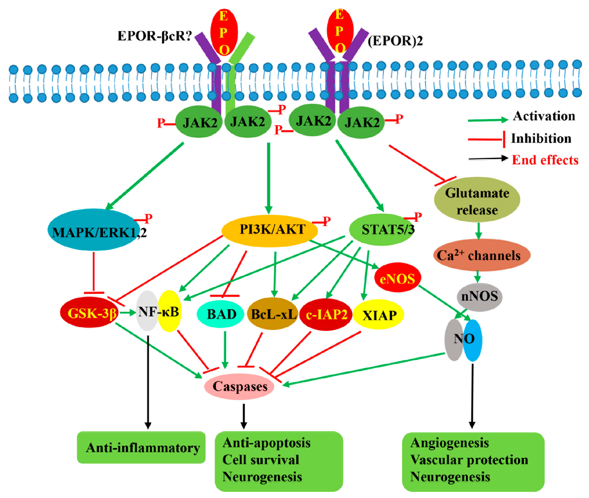 Pharmaceuticals 16 00610 g003 Pharmaceuticals 16 00610 g003