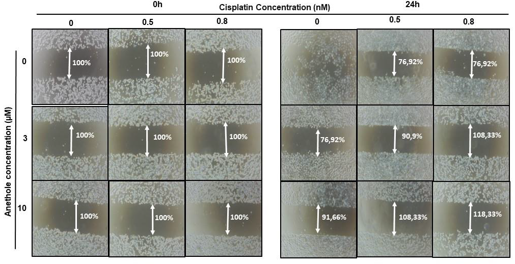 Pharmaceuticals 16 00700 g004 Pharmaceuticals 16 00700 g004