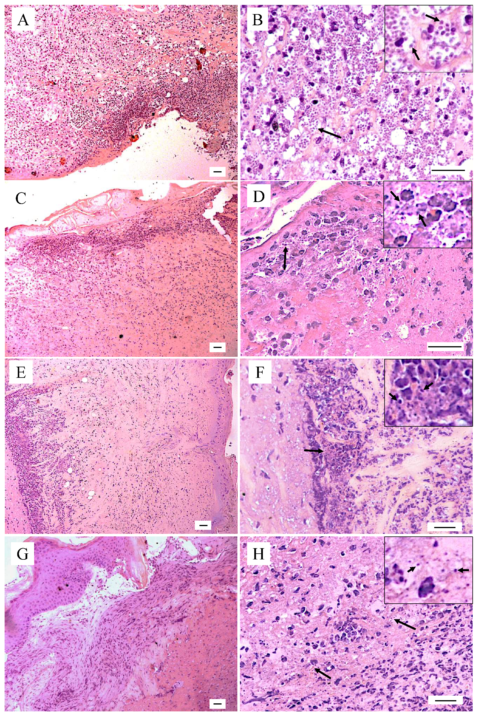 Pharmaceuticals 16 00707 g004