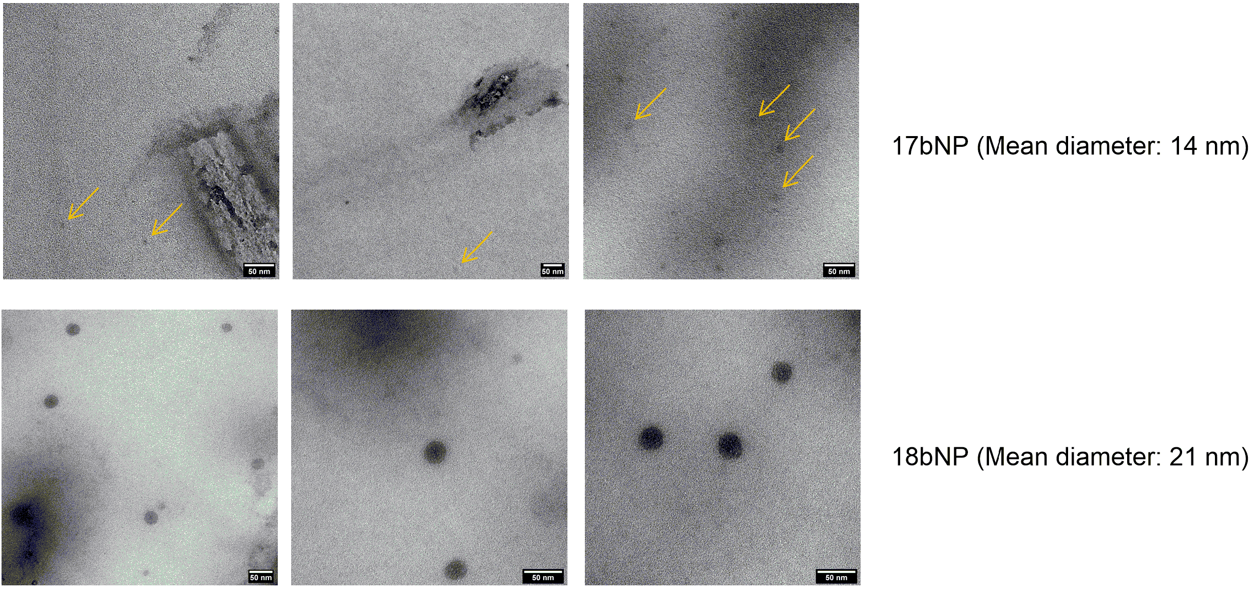 Pharmaceuticals 16 00722 g005