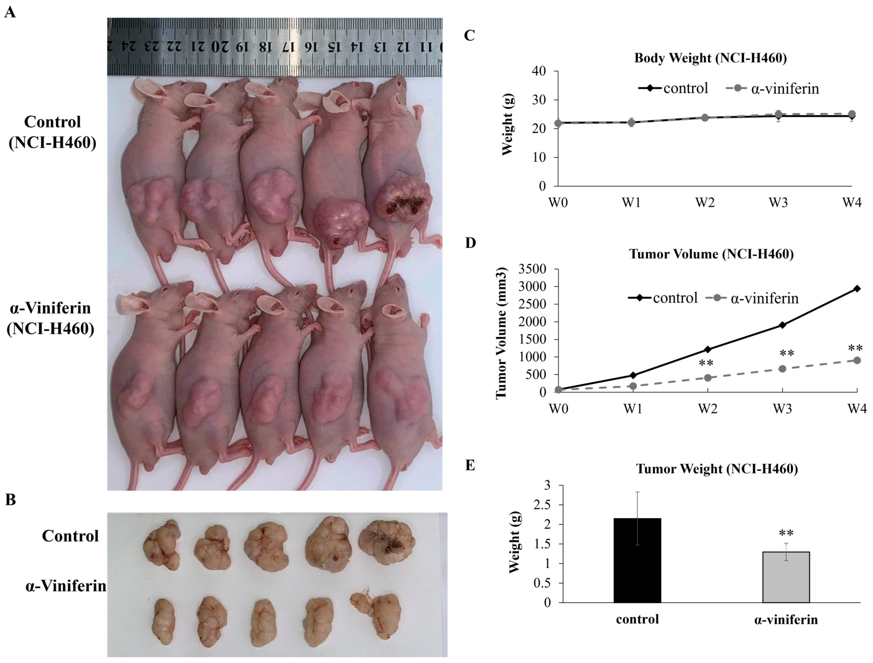 Pharmaceuticals 16 00727 g005a Pharmaceuticals 16 00727 g005a