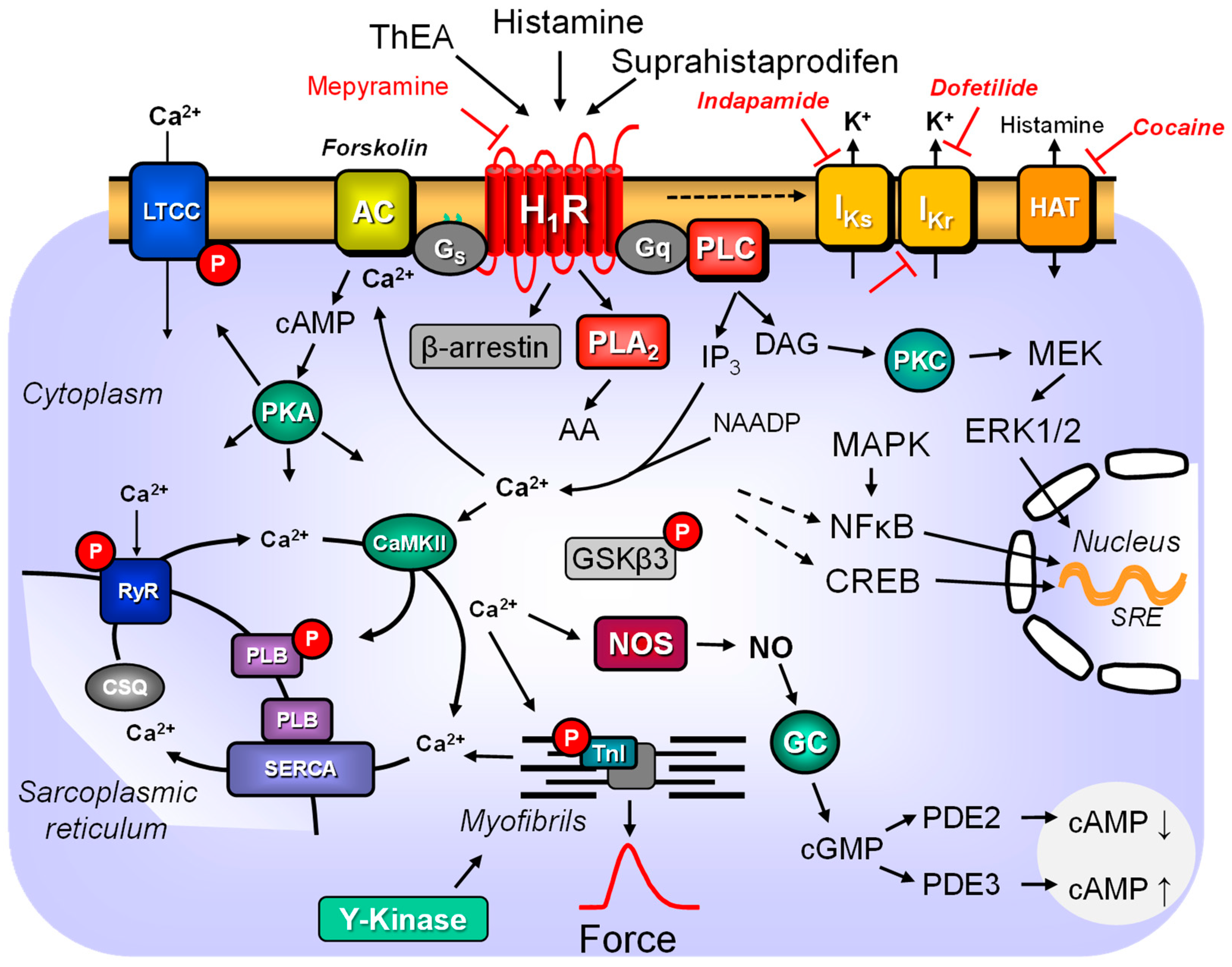 Pharmaceuticals 16 00734 g001 Pharmaceuticals 16 00734 g001