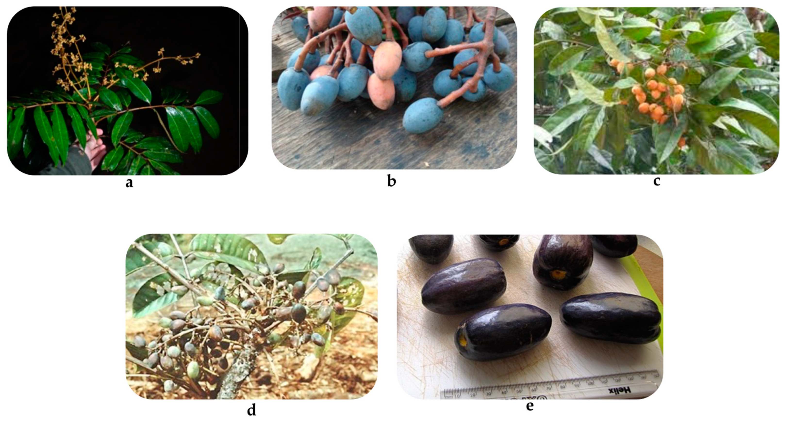 Pharmaceuticals 16 00775 g001