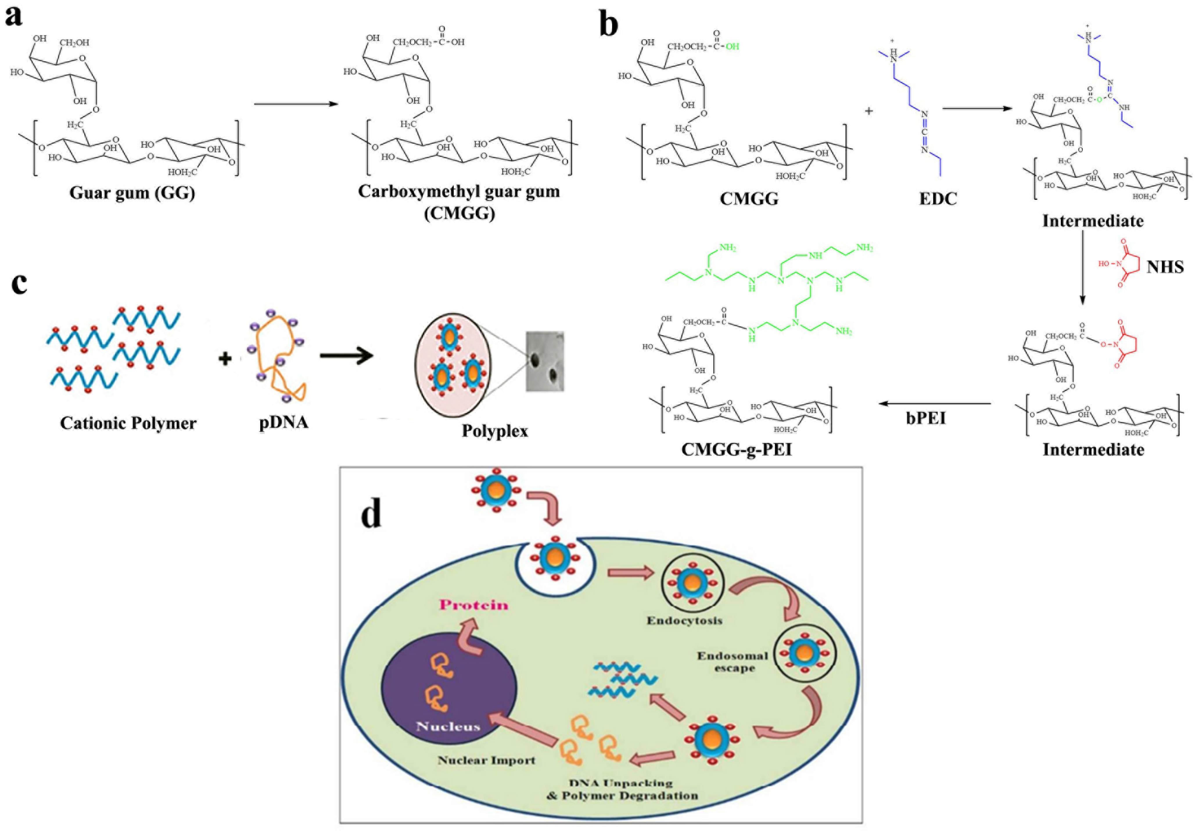 Pharmaceuticals 16 00776 g004