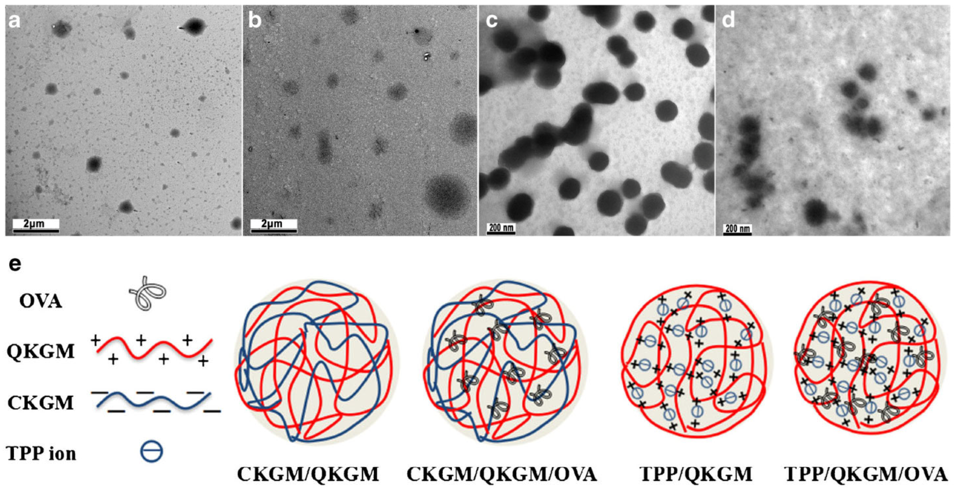 Pharmaceuticals 16 00776 g007