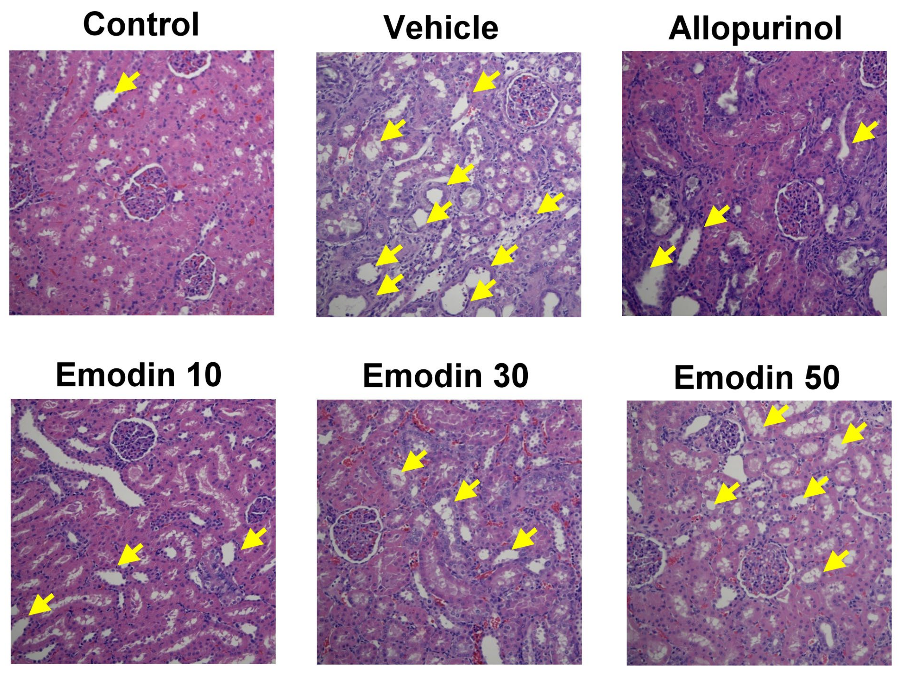 Pharmaceuticals 16 00789 g004