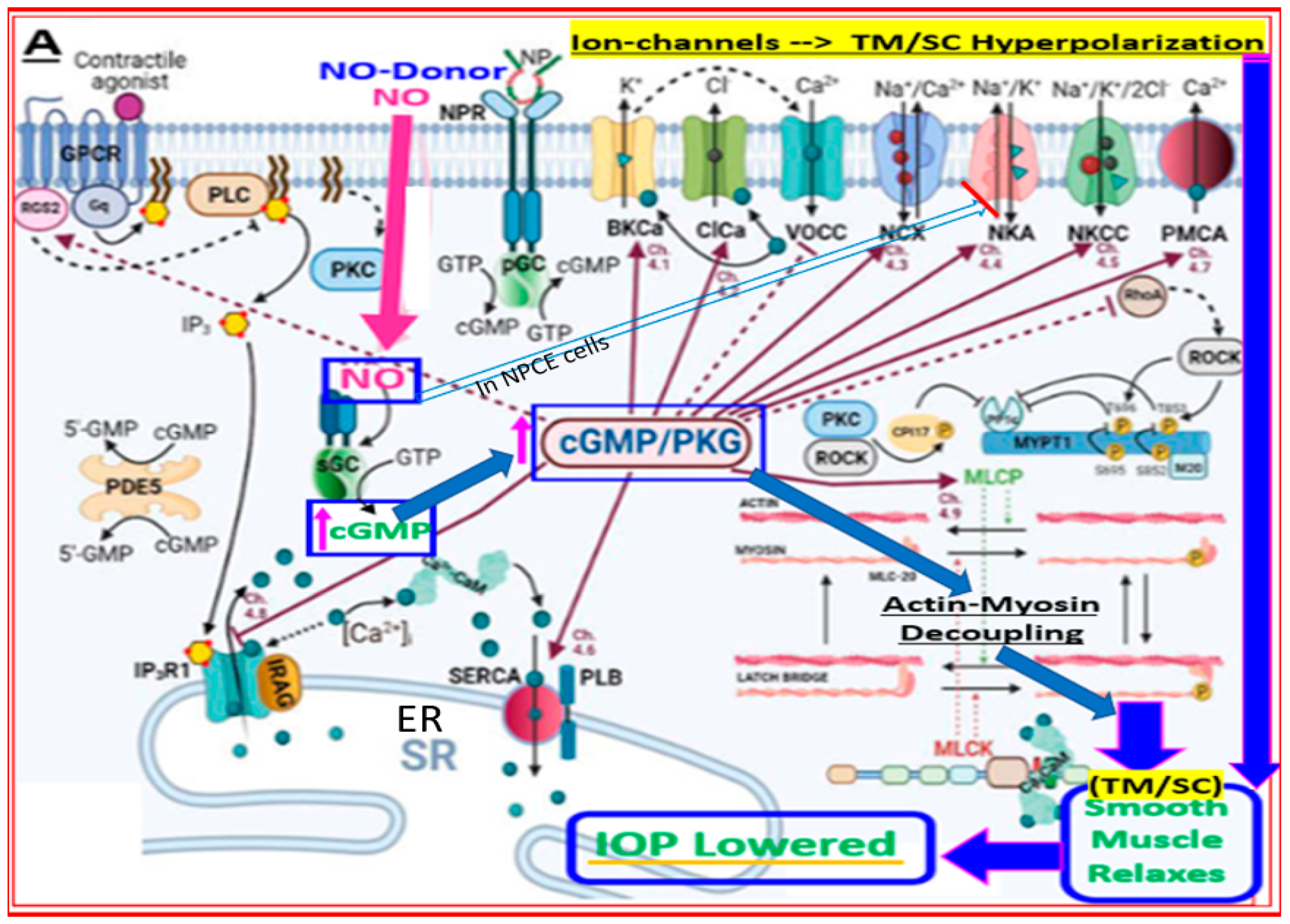 Pharmaceuticals 16 00791 g008a