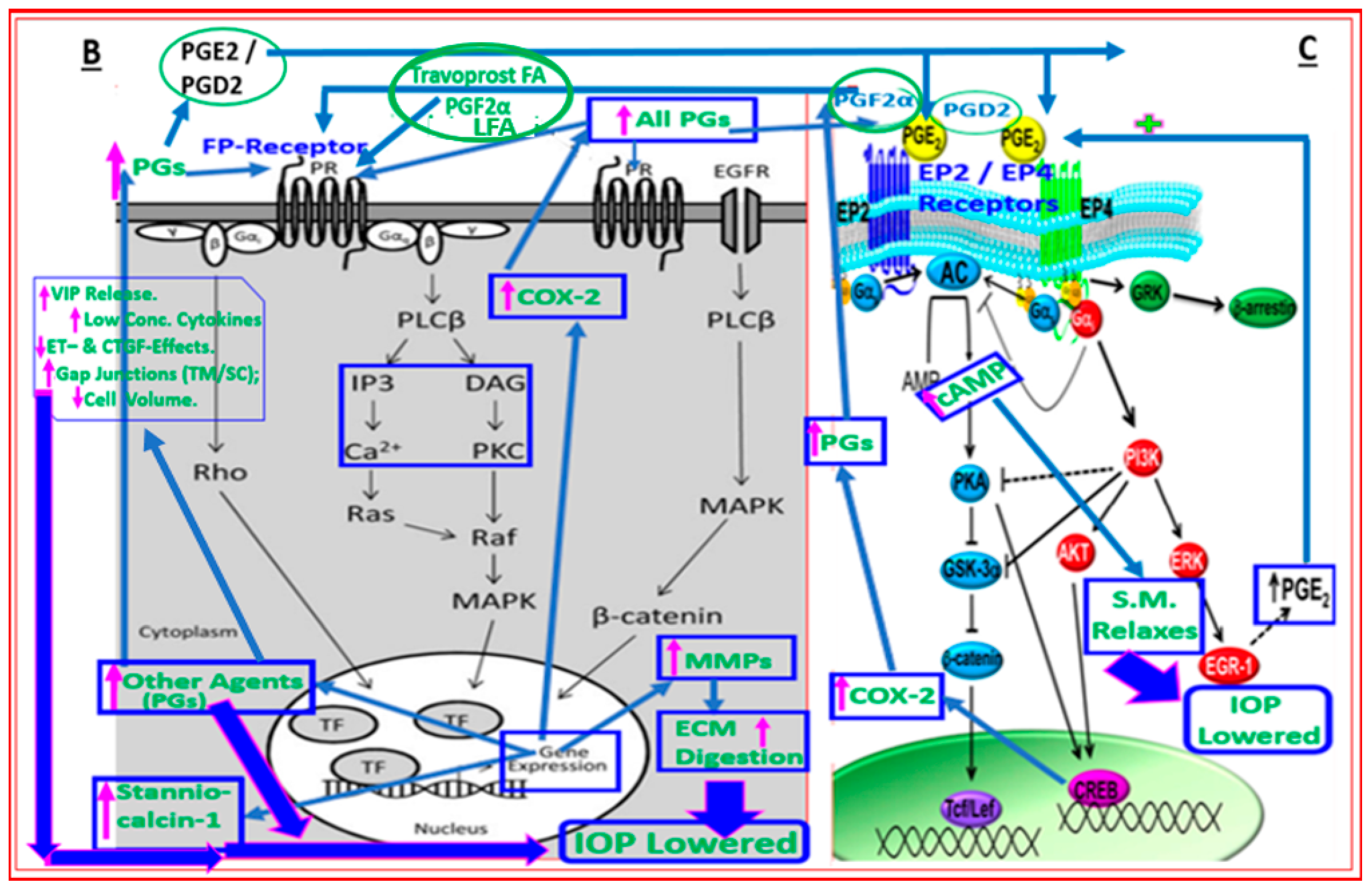 Pharmaceuticals 16 00791 g008b