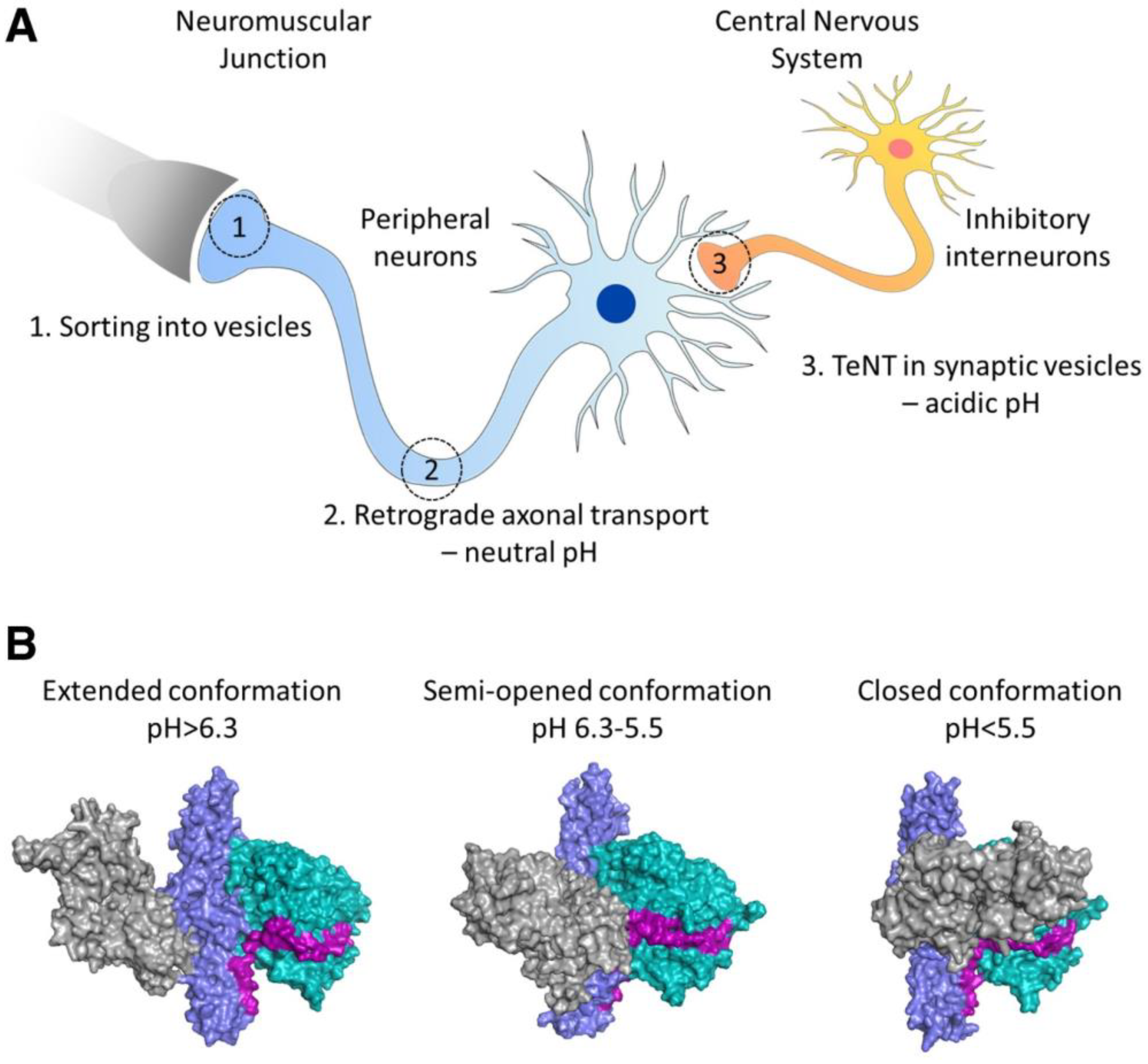 Pharmaceuticals 16 00810 g002