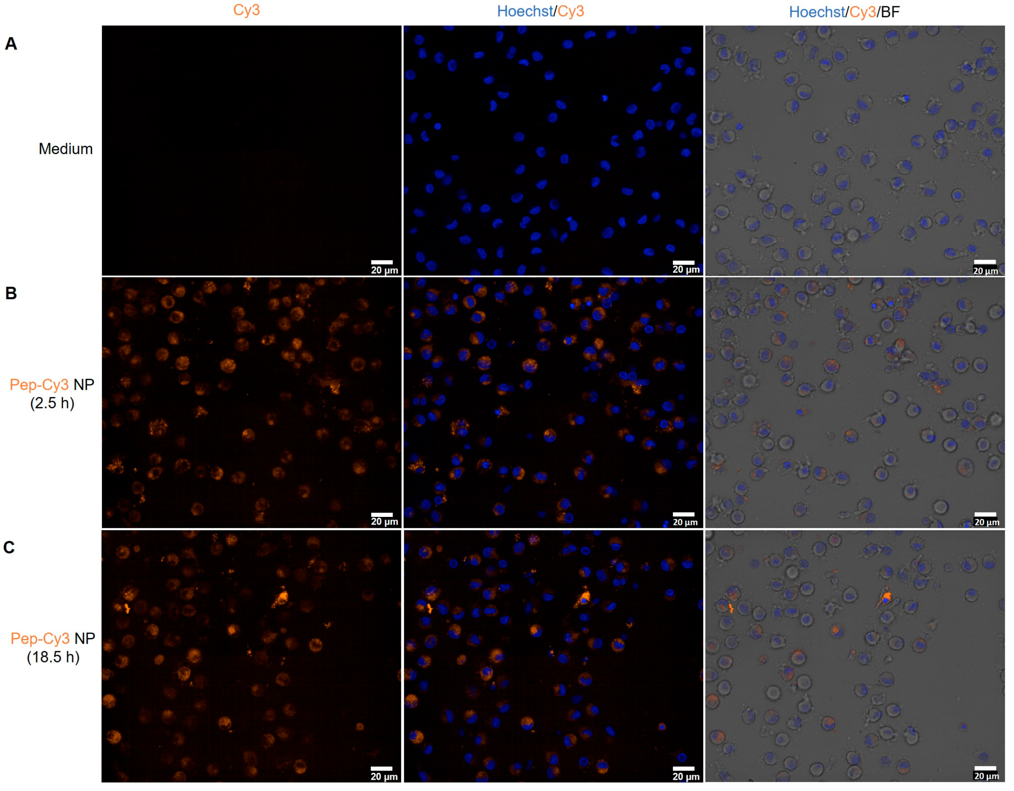 Pharmaceuticals 16 00818 g007