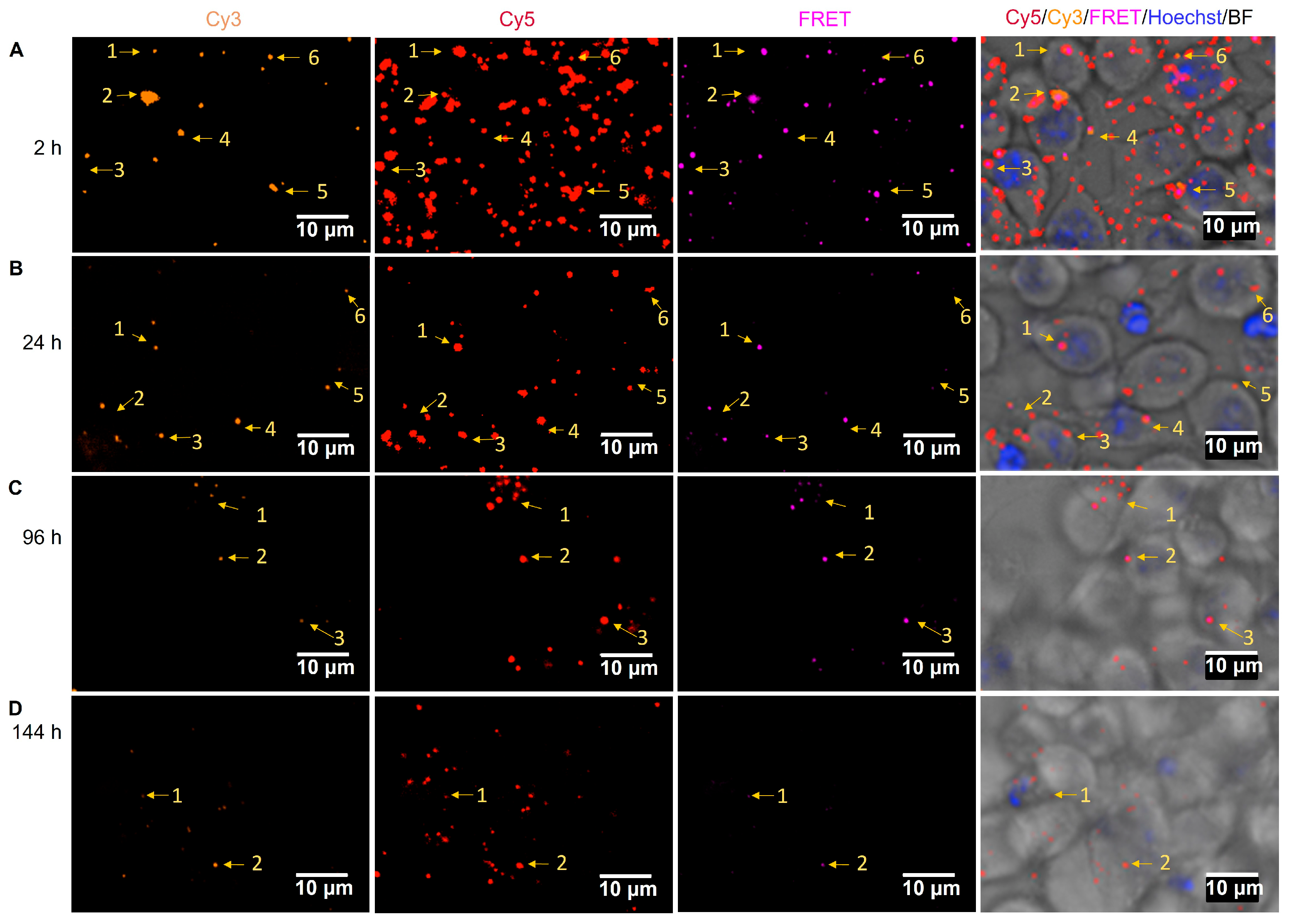 Pharmaceuticals 16 00818 g009