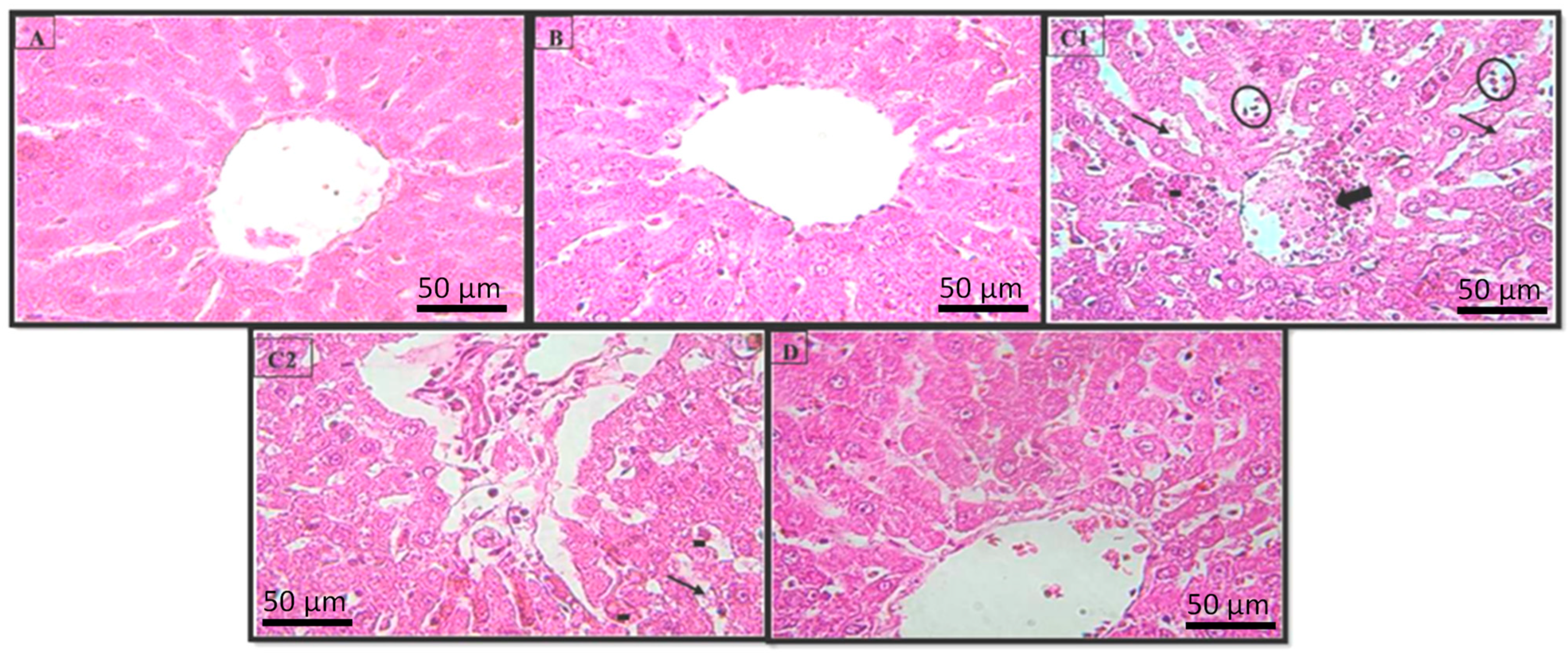 Pharmaceuticals 16 00875 g004